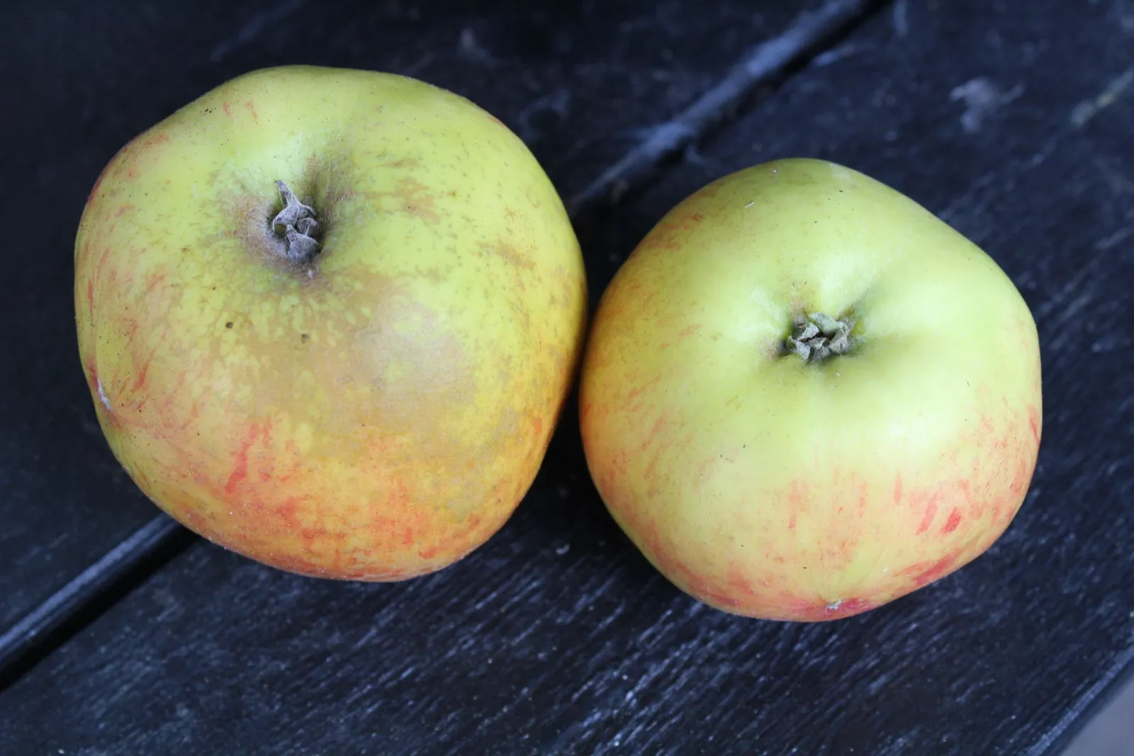 Äpple 'Gravensteiner' - miniatyr 4