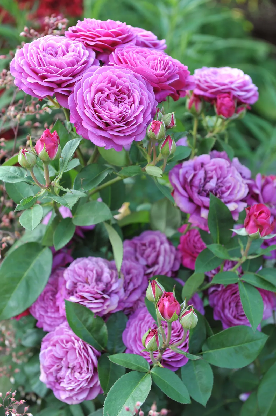 Floribundaros HEIDI KLUM ROSE ('Tan00681'PBR) - miniatyr 5