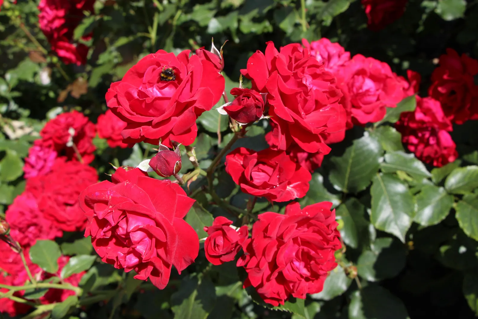Floribundaros KRONBORG ('Poultry') - miniatyr 3