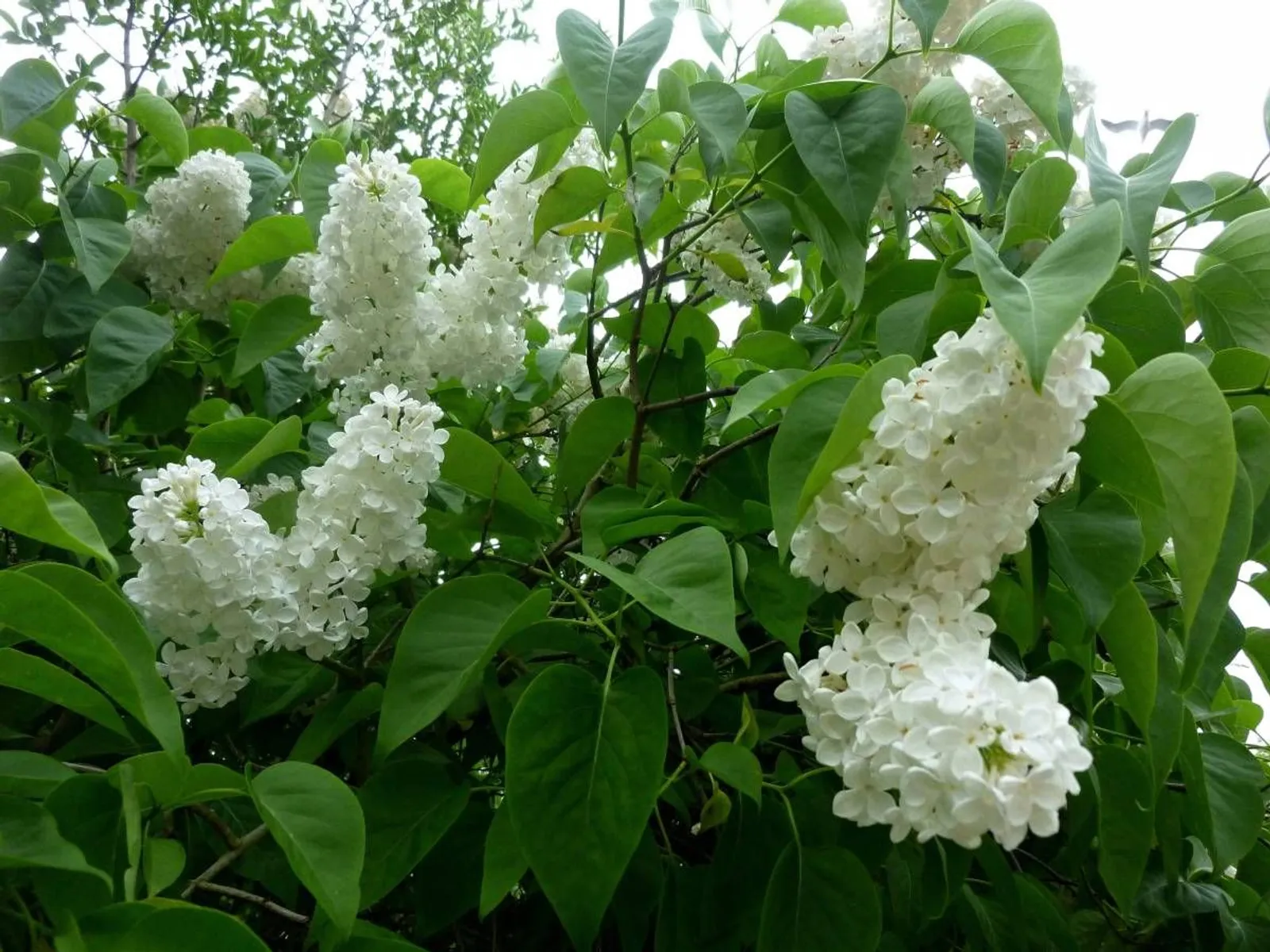 Vit syren ung häckplanta med hjärtformade blad, ger vita doftande blommor på våren.