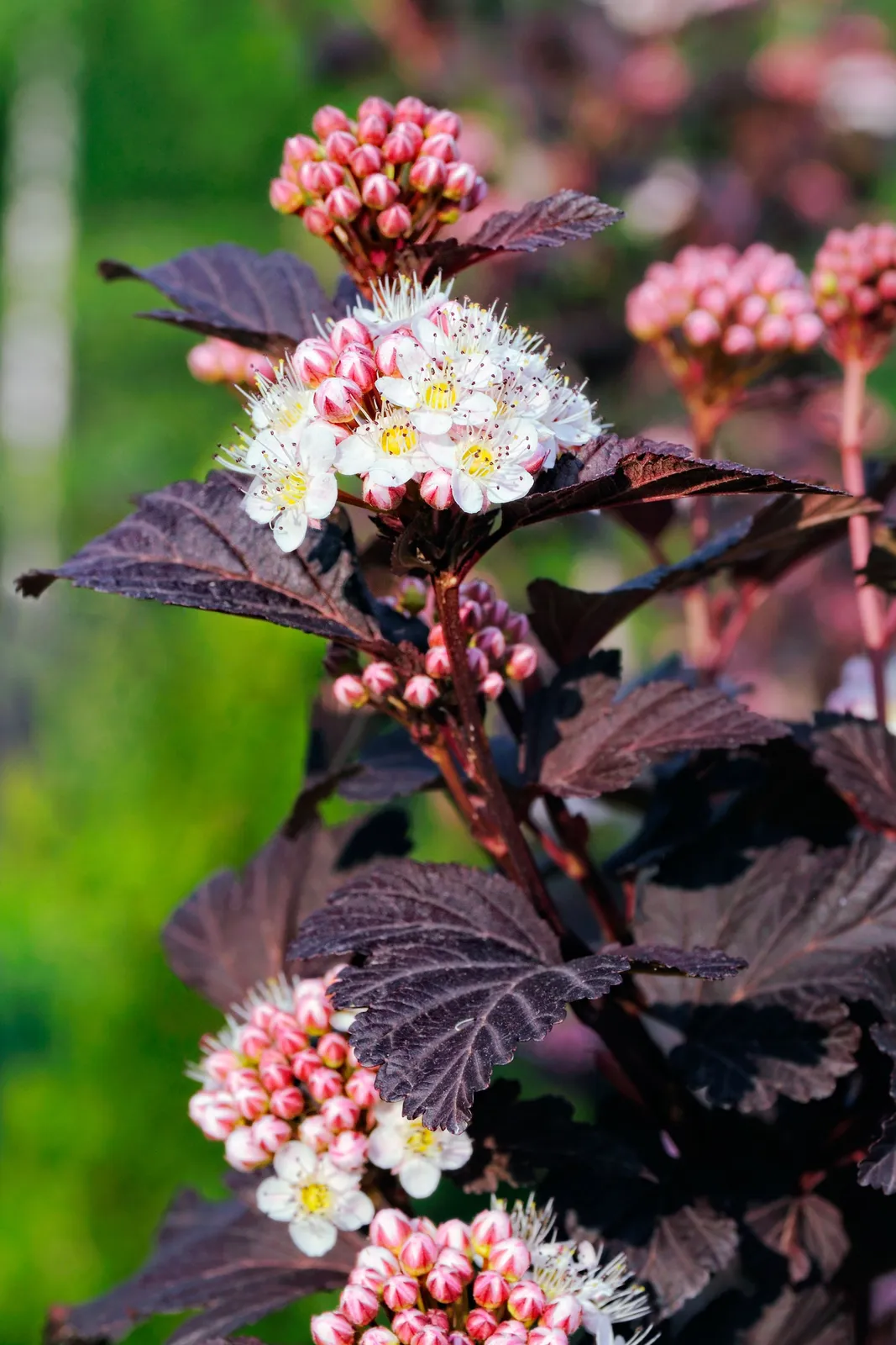 Smällspirea TINY WINE ('Smpotw'PBR)