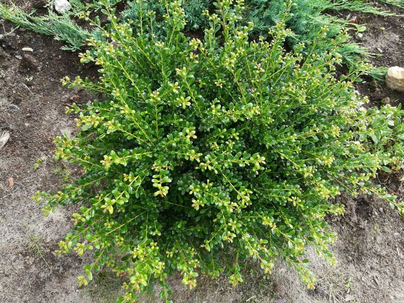 Japansk järnek 'Convexa', 10-20 cm