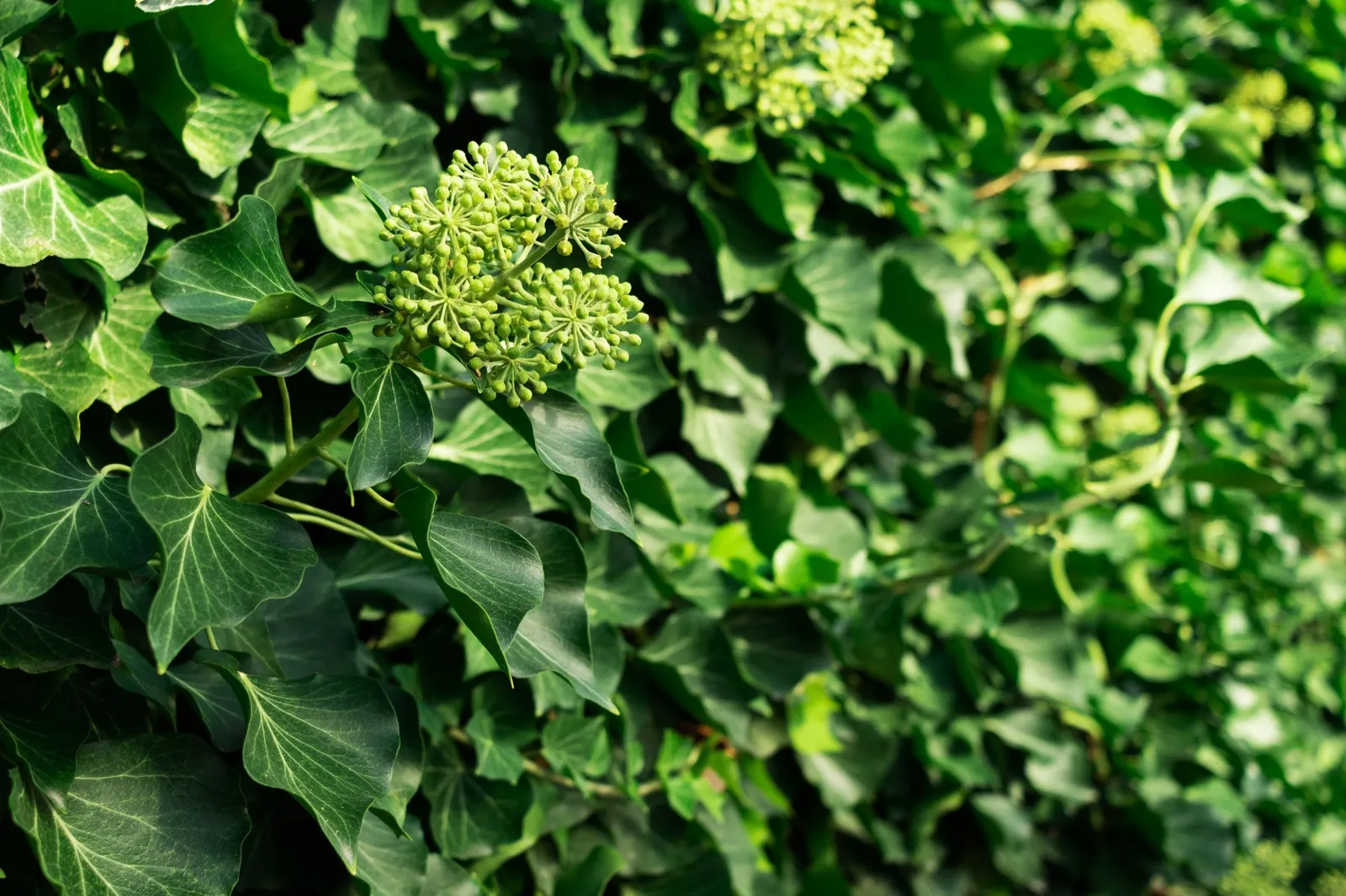 Buskmurgröna 'Arborescens' - miniatyr 4