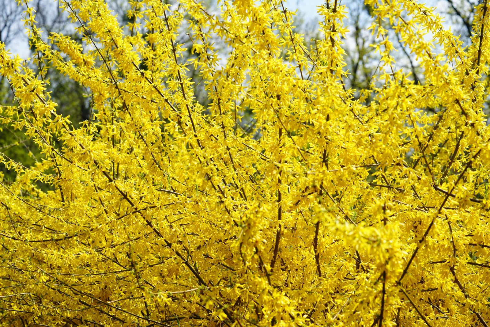 Hybridforsythia 'Lynwood', sol 125-150 cm, co/kl - miniatyr 2