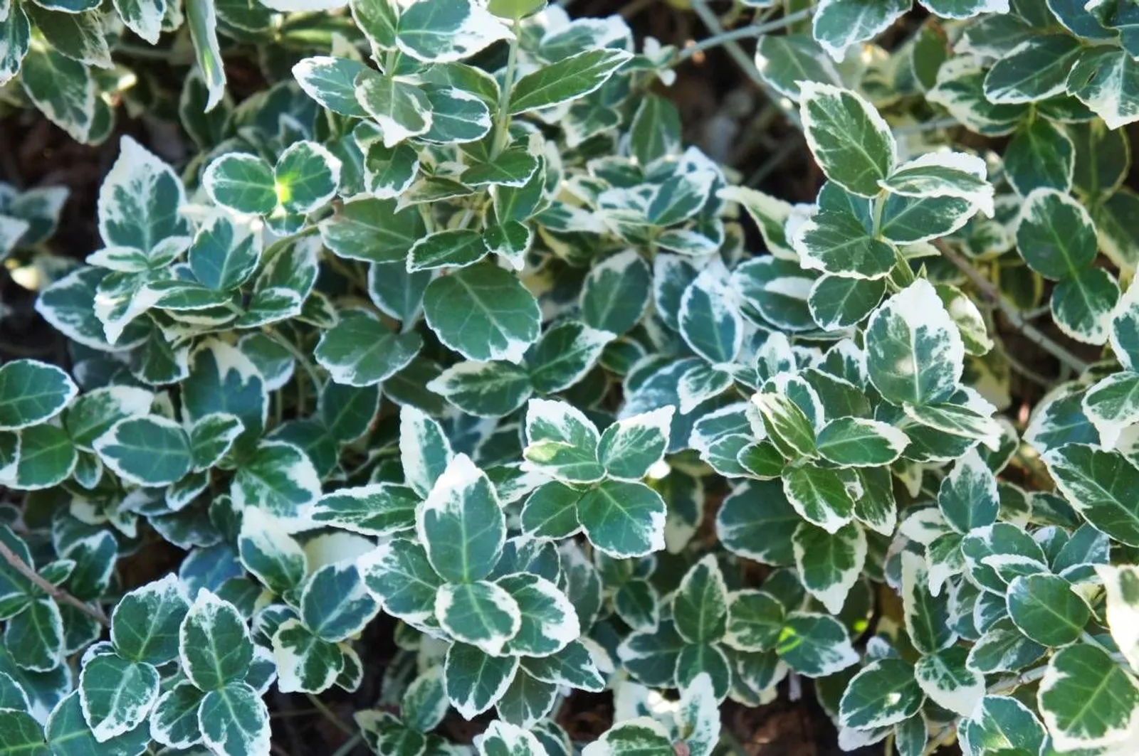 Klätterbenved 'Emarald Gaiety' (syn. benved 'Emarald Gaiety'), 15-30 cm — närbild