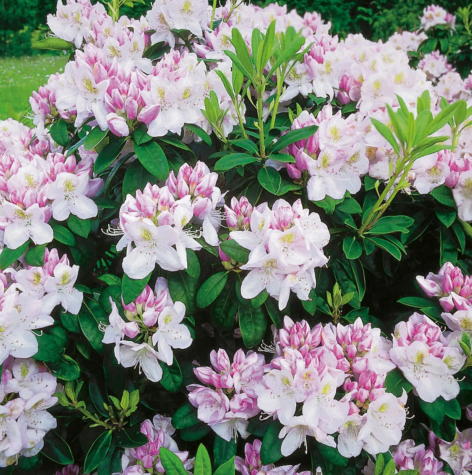 Parkrododendron 'Gomer Waterer', 30-40 cm