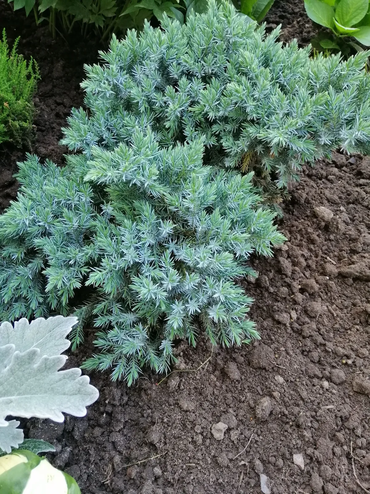Himalaya-en 'Blue Star', 20-25 cm - miniatyr 4