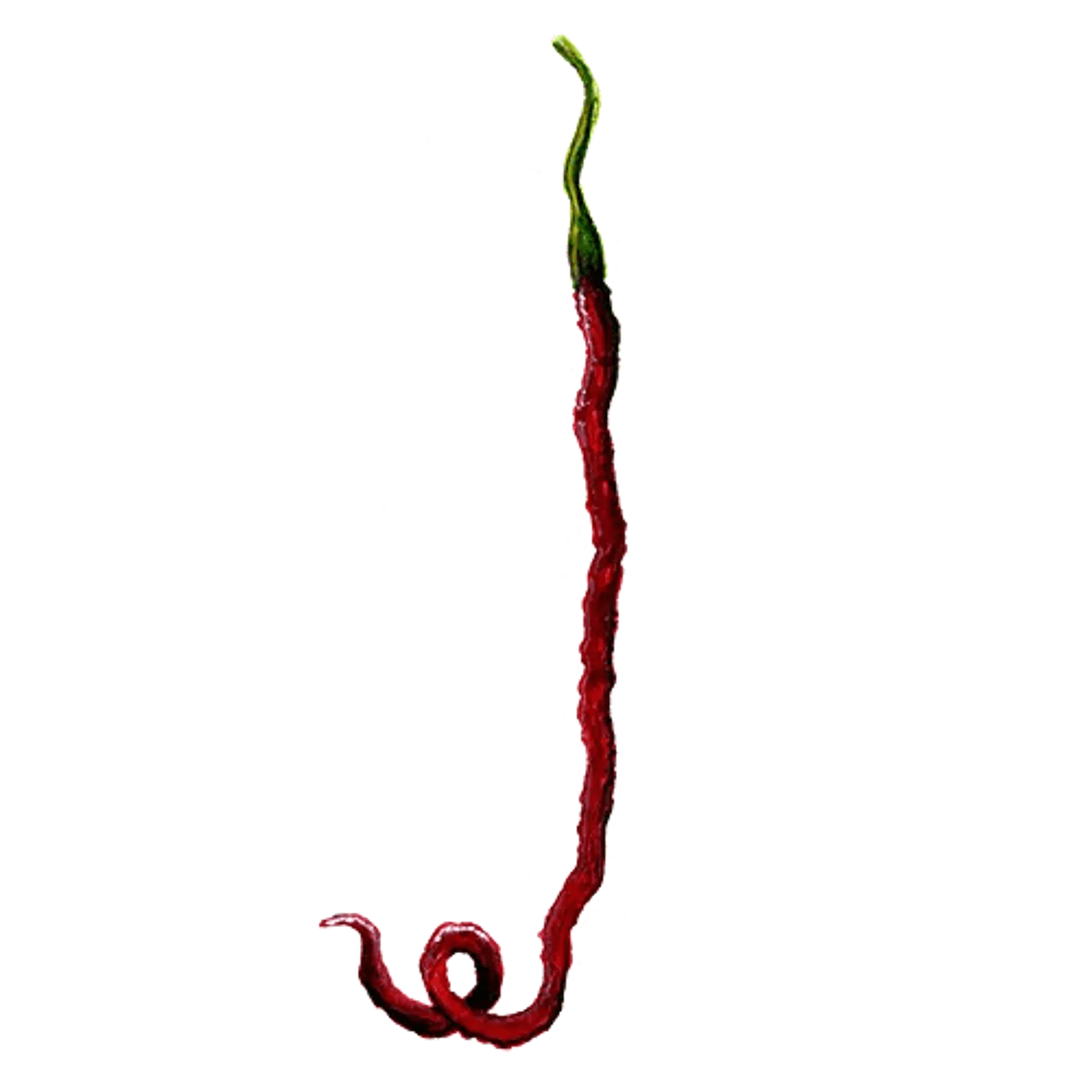 Chili 'Thunder Mountain Longhorn', Frö