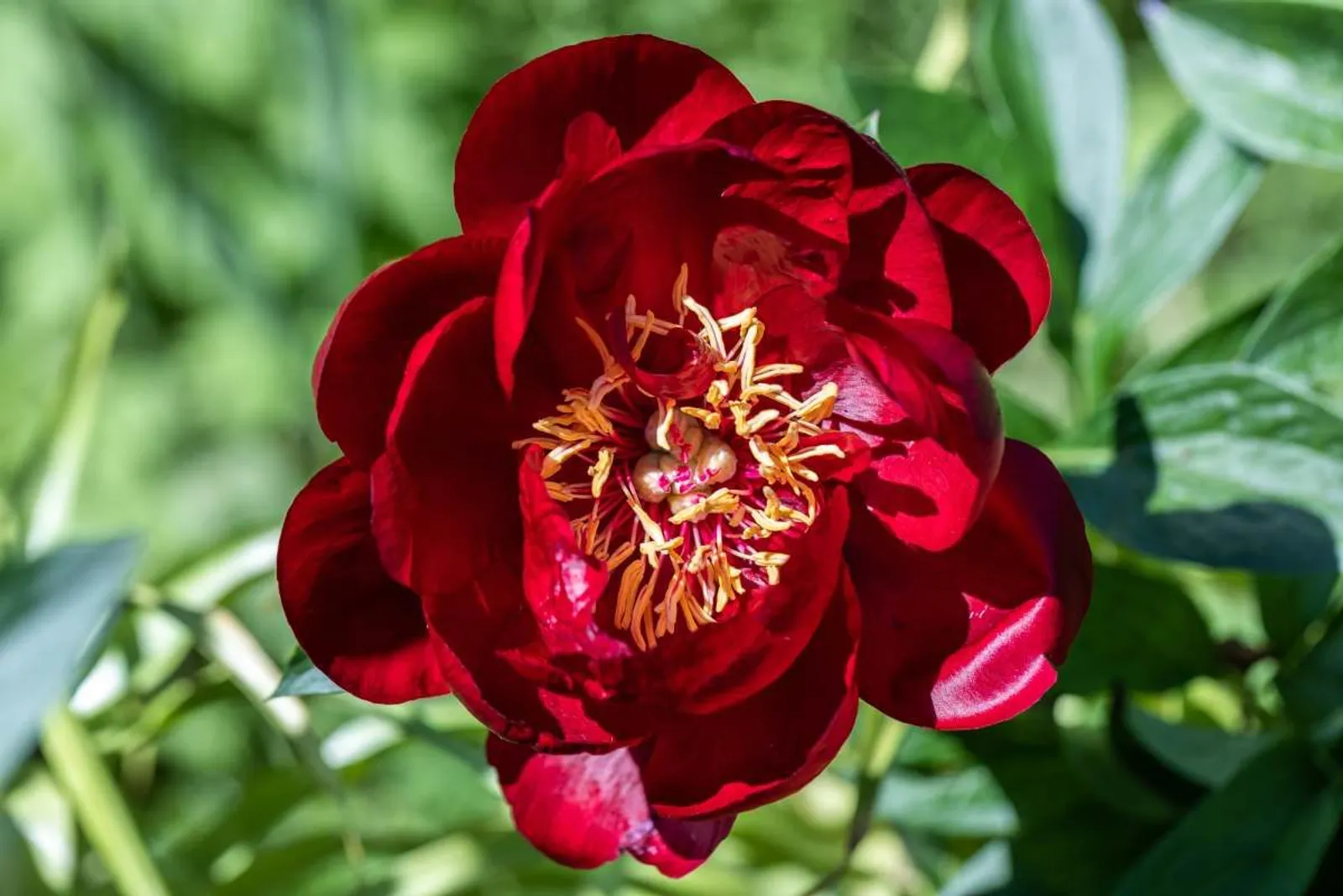 Luktpion 'Buckeye Belle'