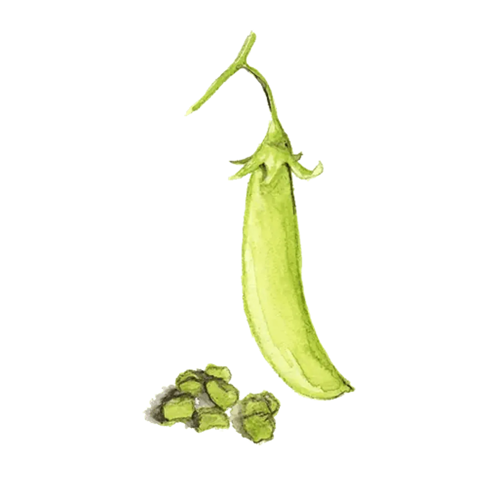 Hög märgärt 'Klenshyttan', Frö