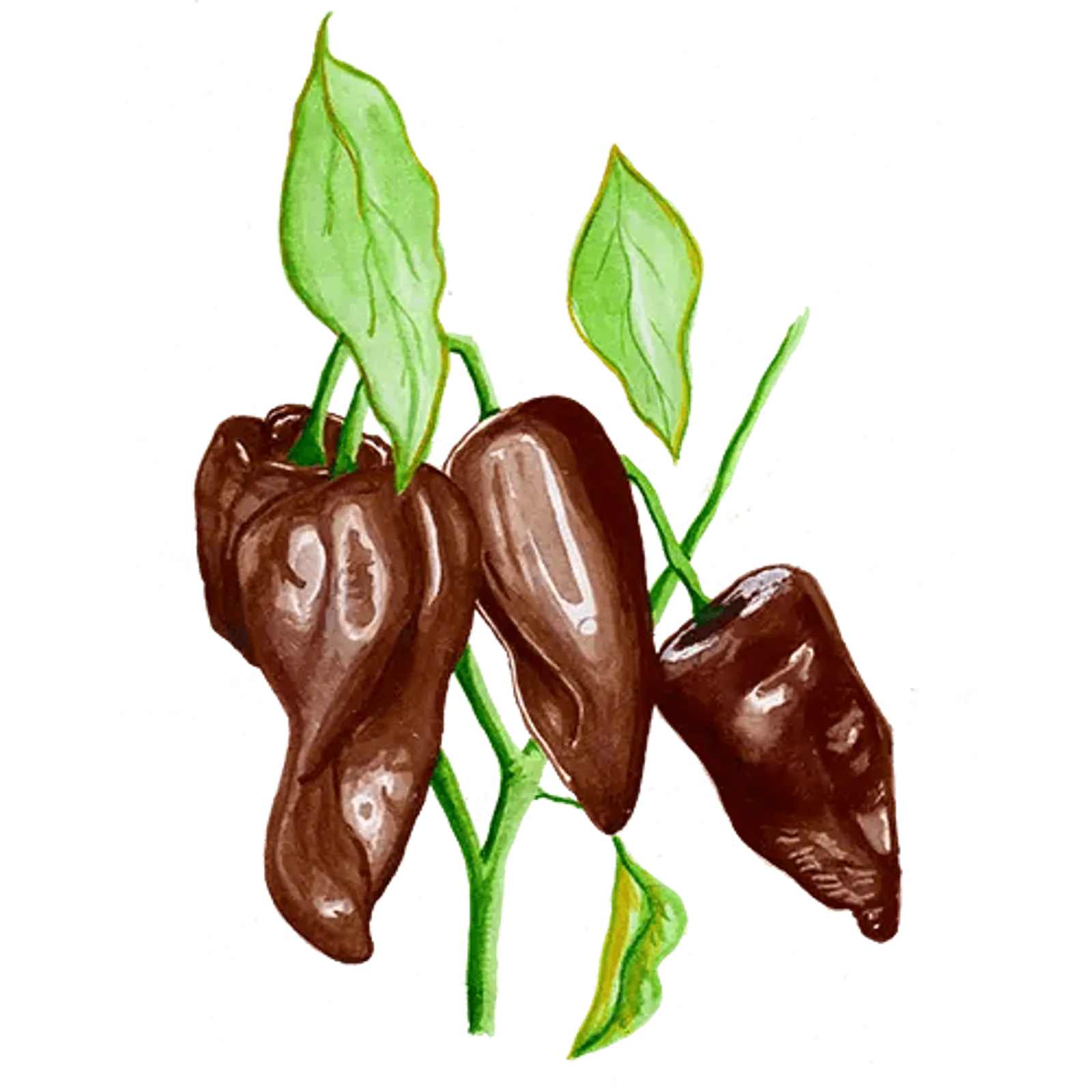 Chili 'Mulato Isleno', Frö