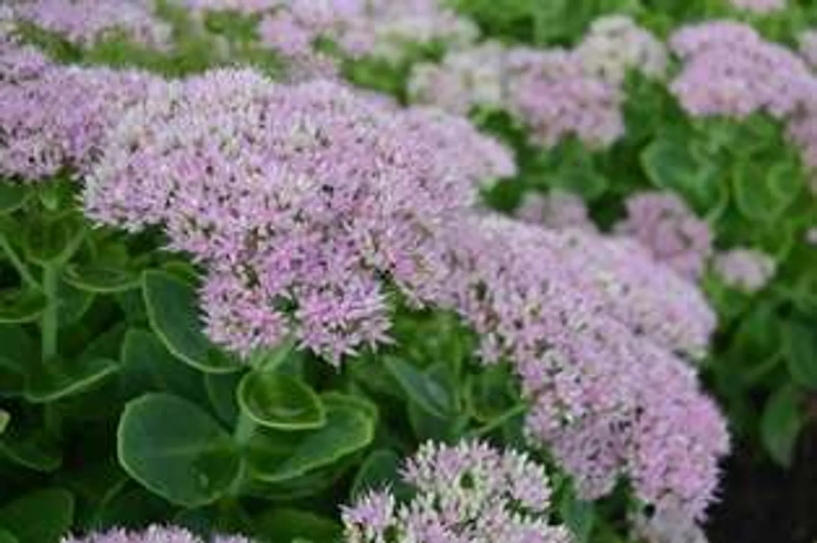 Kinesisk Kärleksört 'Granlunda' med rosa blommor på hösten, tålig perenn för soliga lägen.