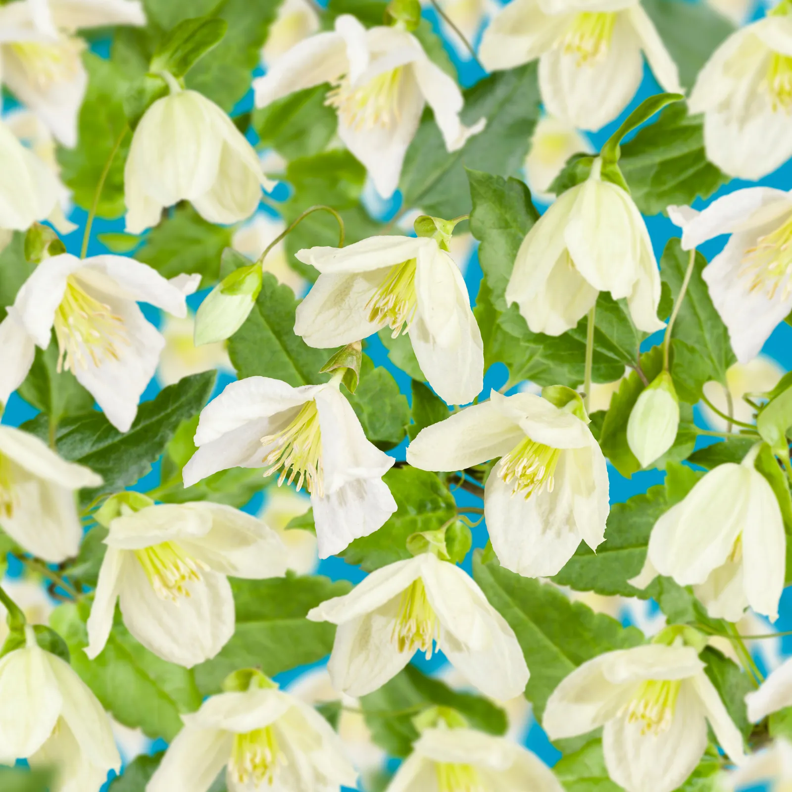Cirrhosa-klematis 'Jingle Bells'