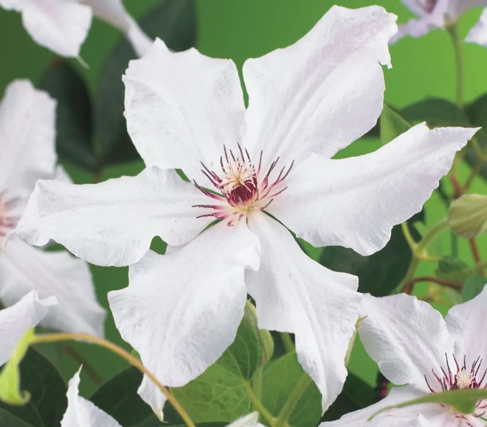 Klematis (Tidiga Storblommiga Gruppen) 'Snow Queen'
