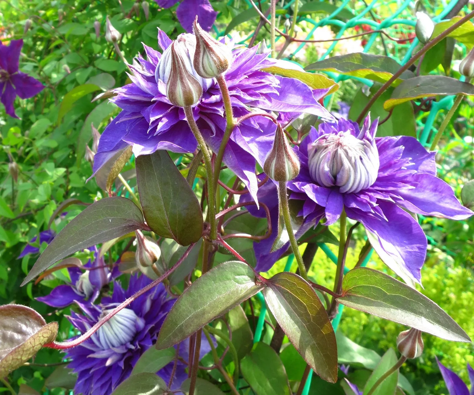 Klematis (Tidiga Storblommiga Gruppen) 'Multi Blue'