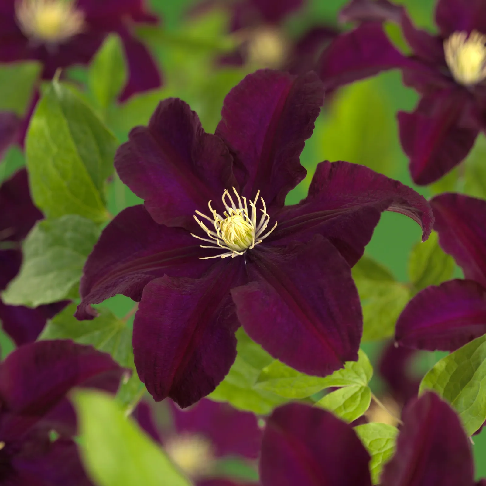 Klematis (Tidiga Storblommiga Gruppen) 'Warszawska Nike'