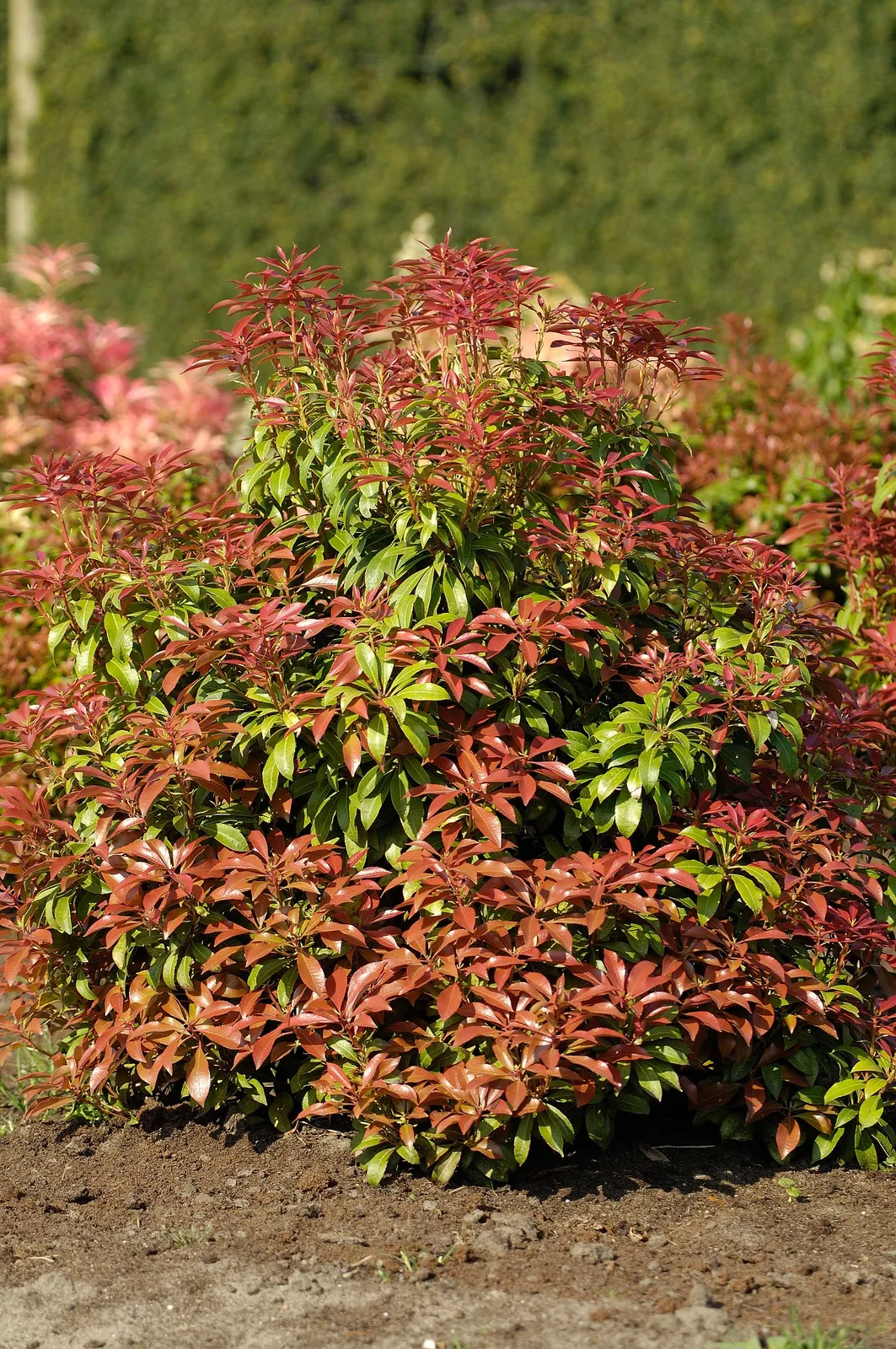 Japansk buskrosling 'Mountain Fire'