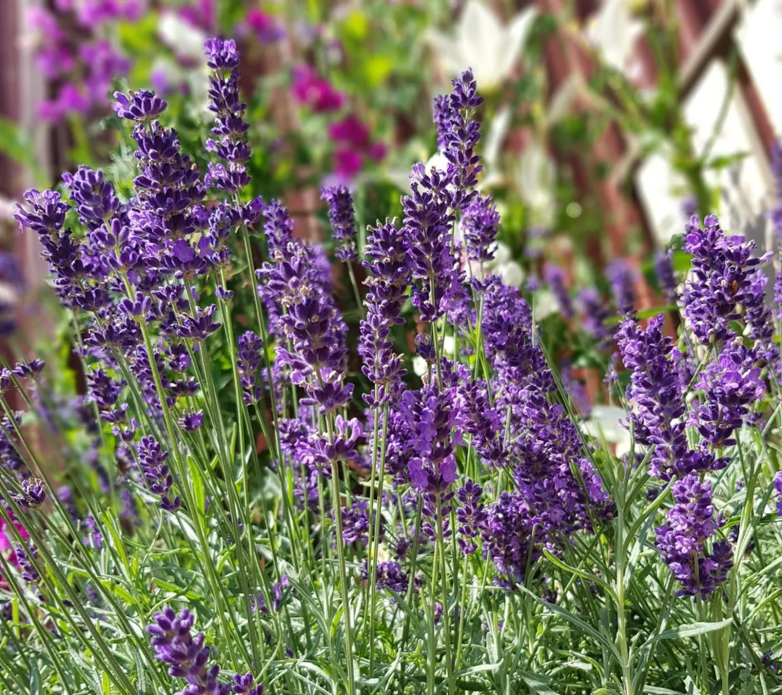 Lavendel 'Lavendel', ekofrö