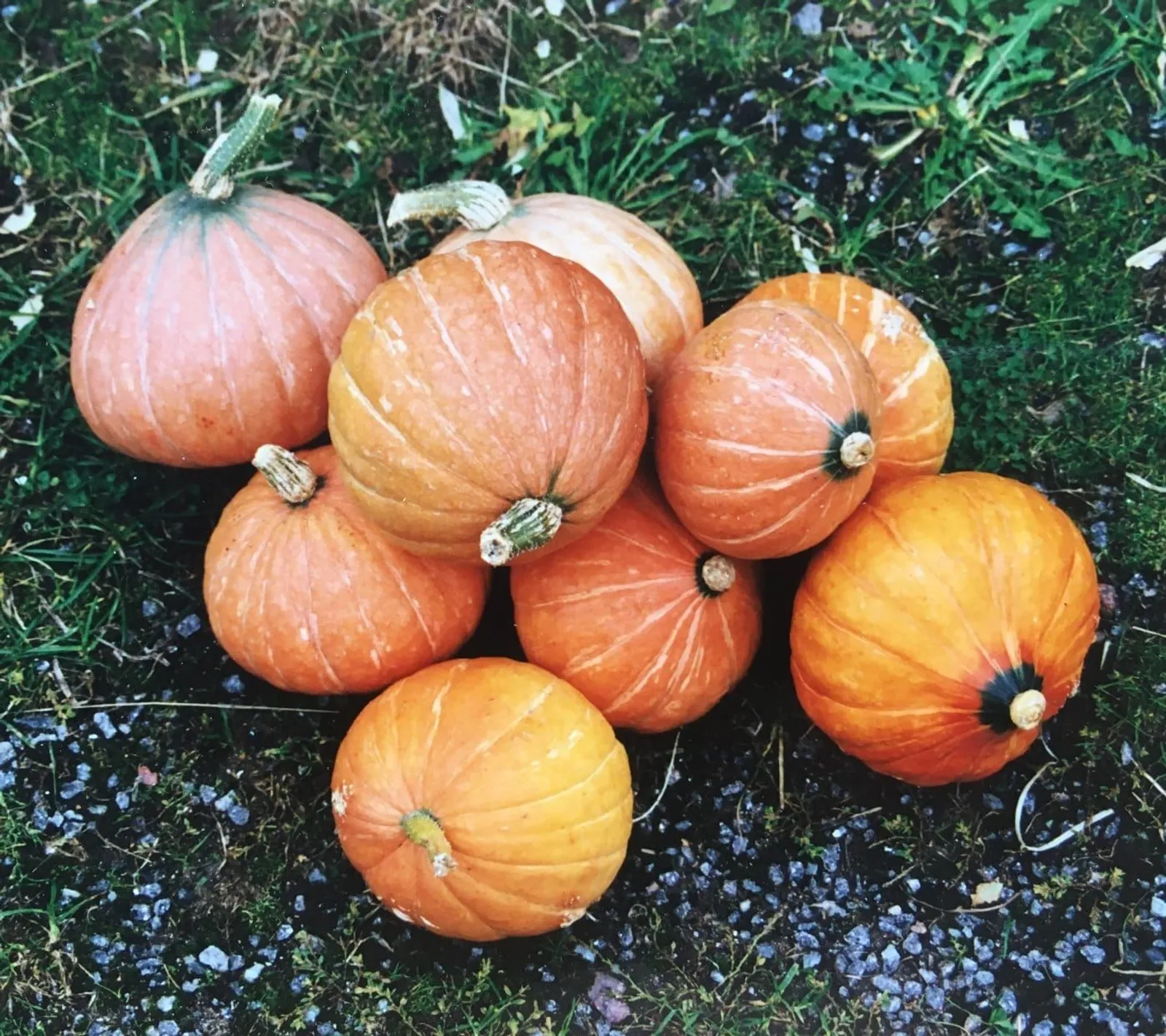 Vintersquash 'Gold Nugget', ekofrö