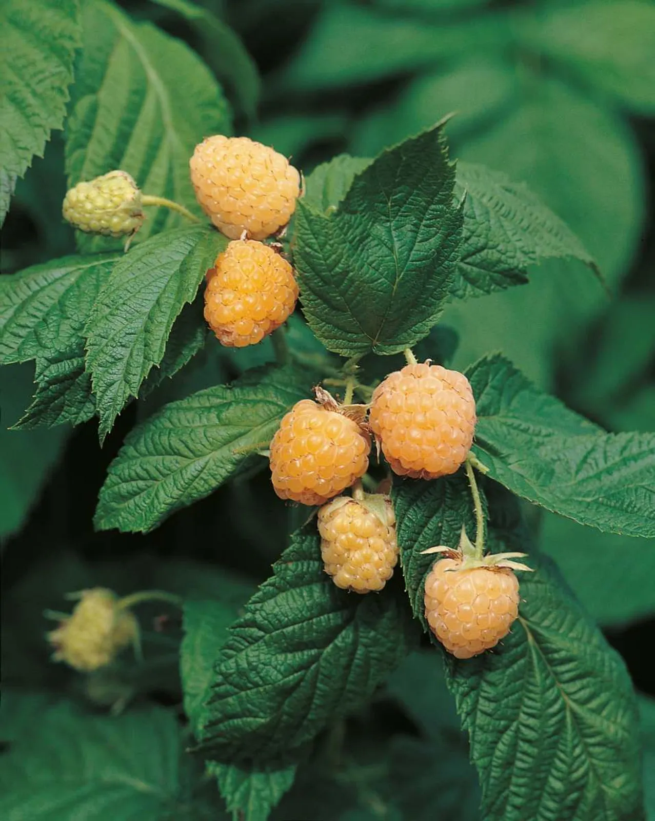 Hösthallon "Allgold"