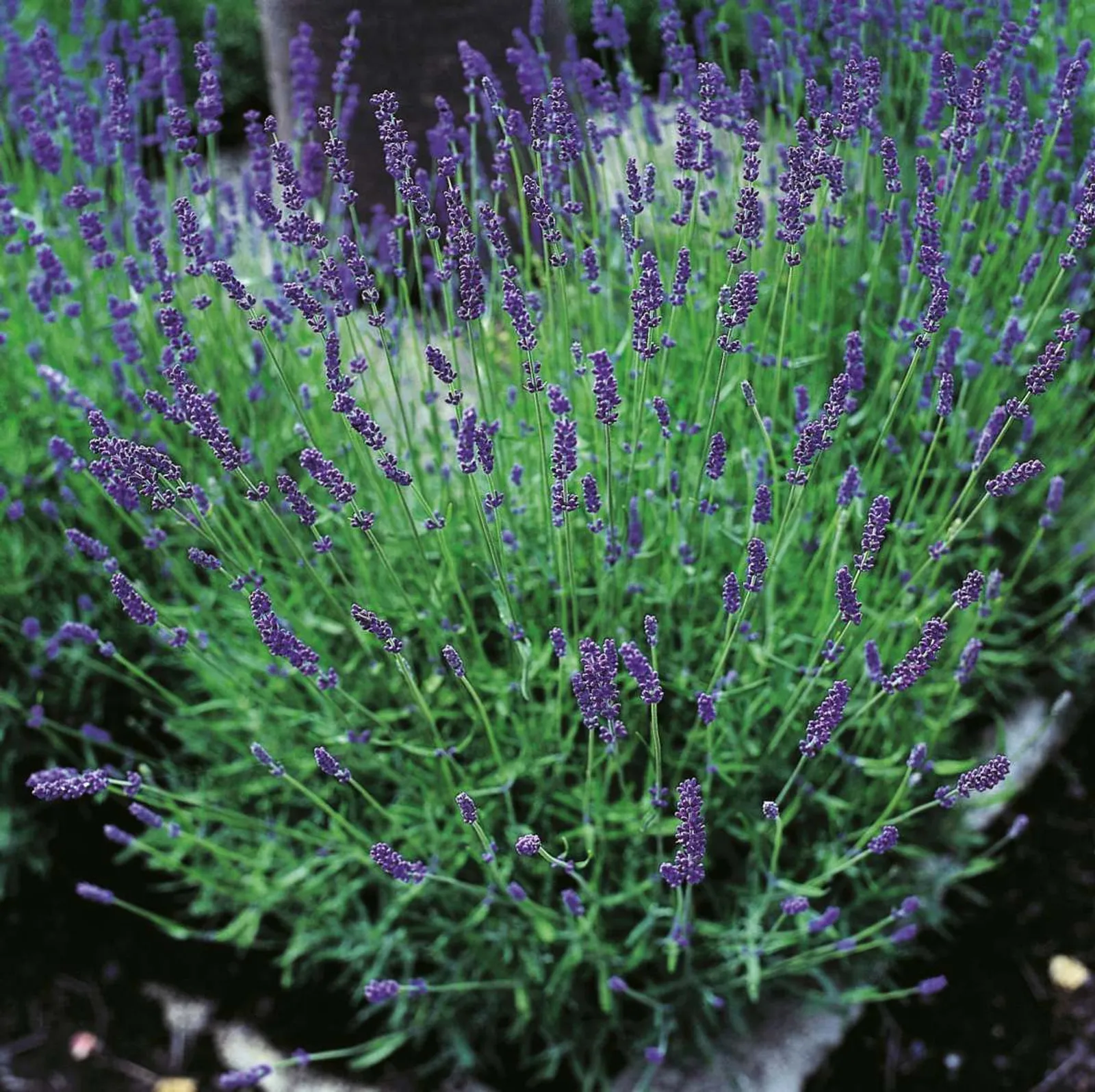 Lavendel 'Hidcote'