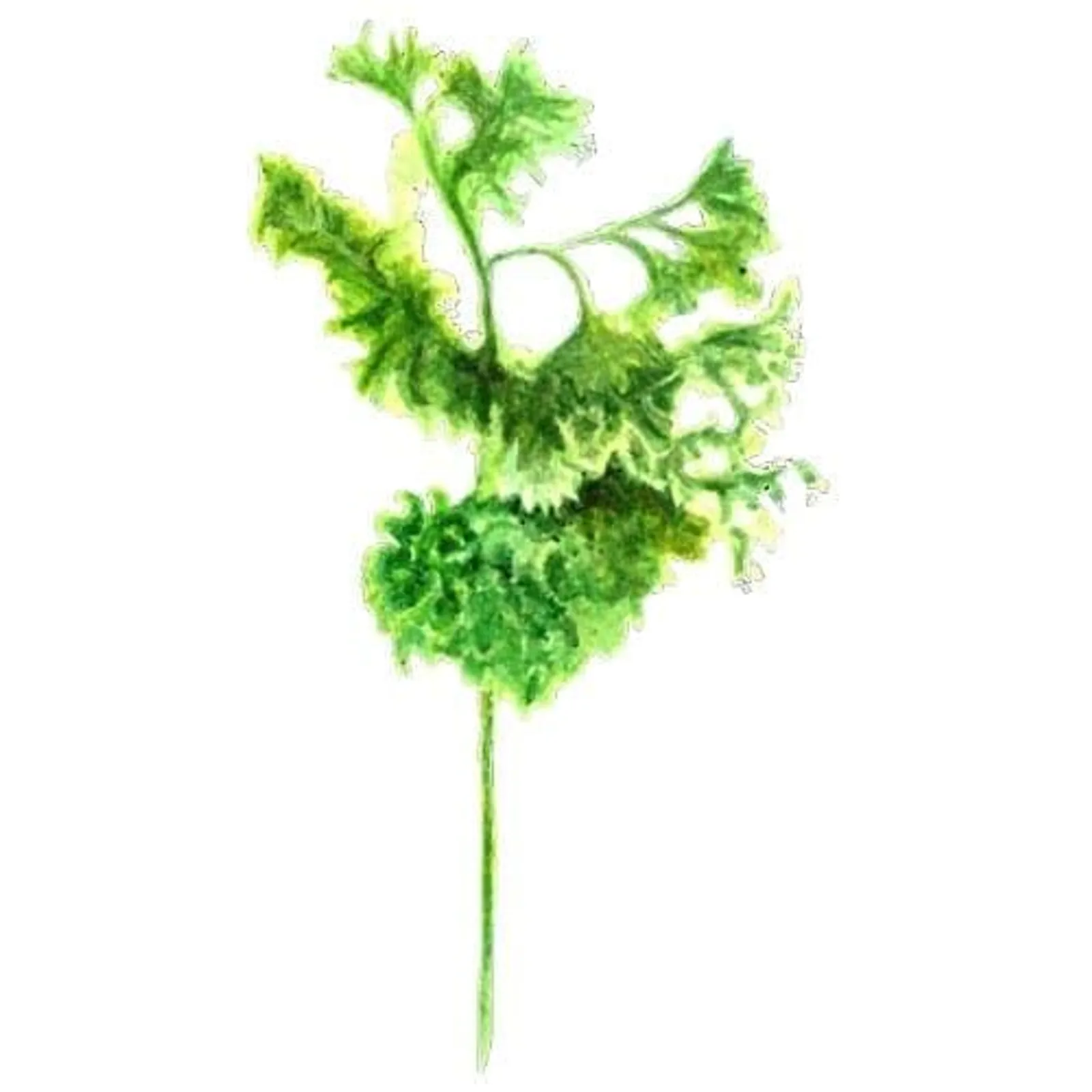 Persilja 'Grüne Perle', Frö