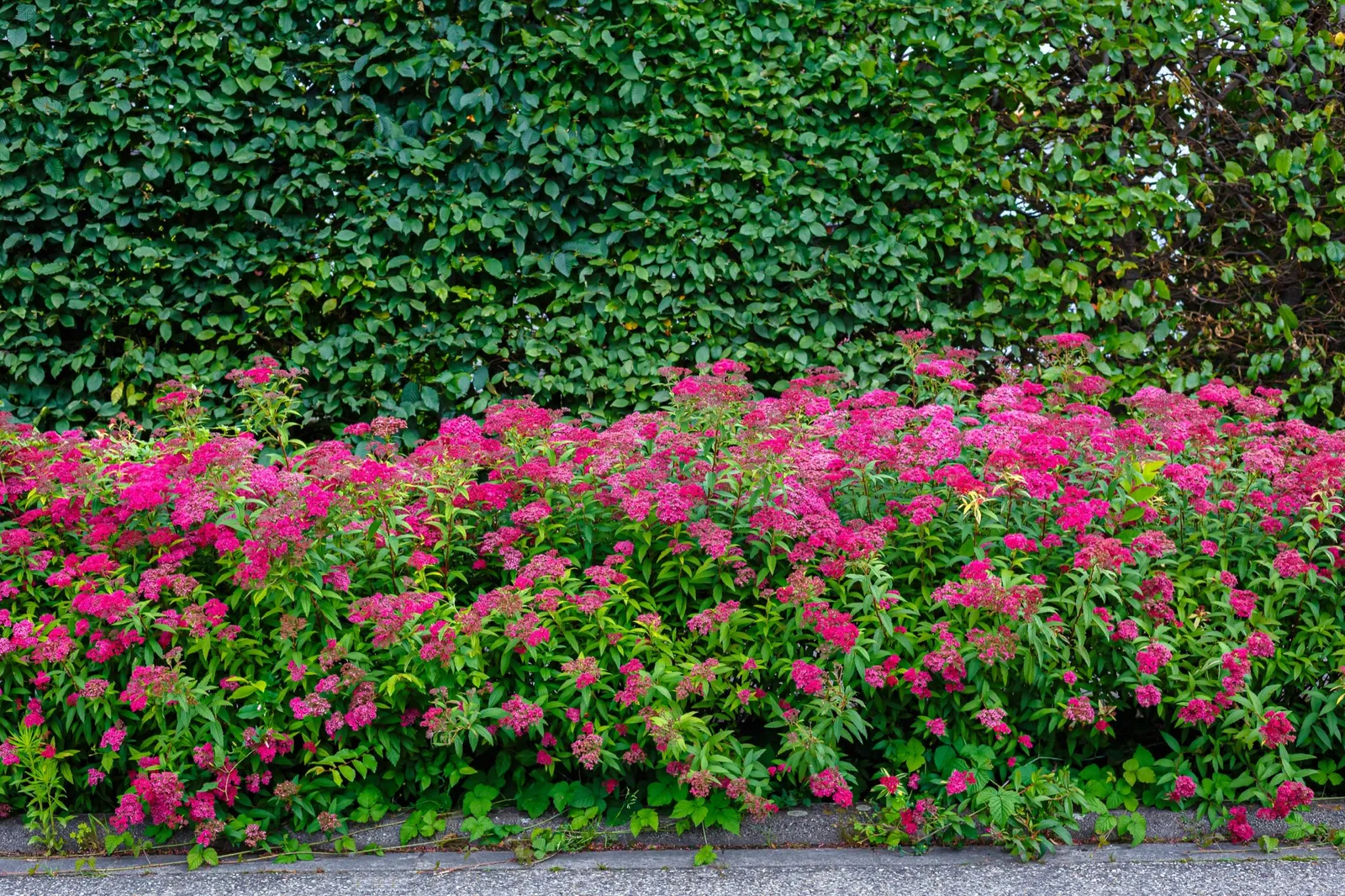 Rosenspirea - miniatyr 1