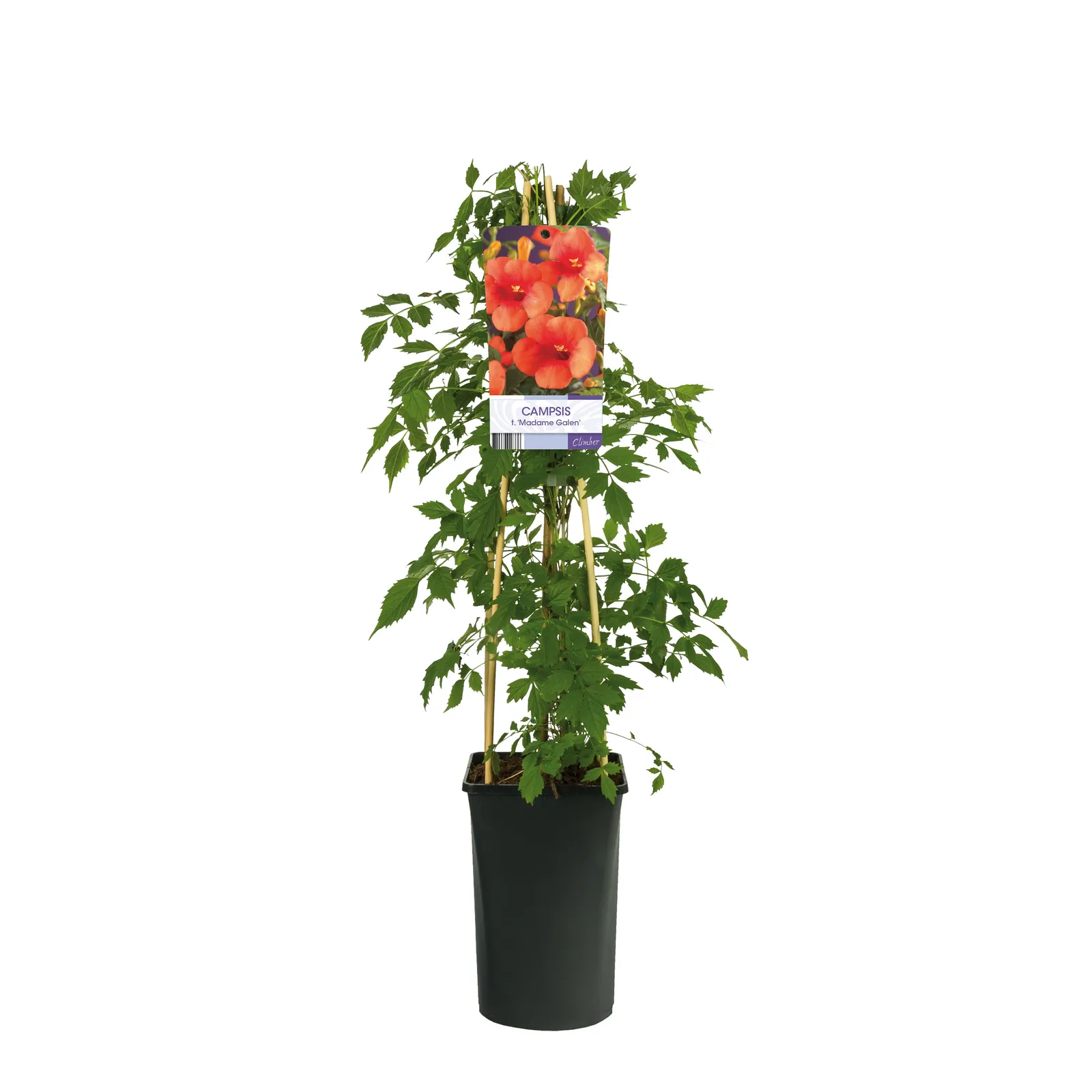 Storblommig trumpetranka 'Mme Galen' - miniatyr 2
