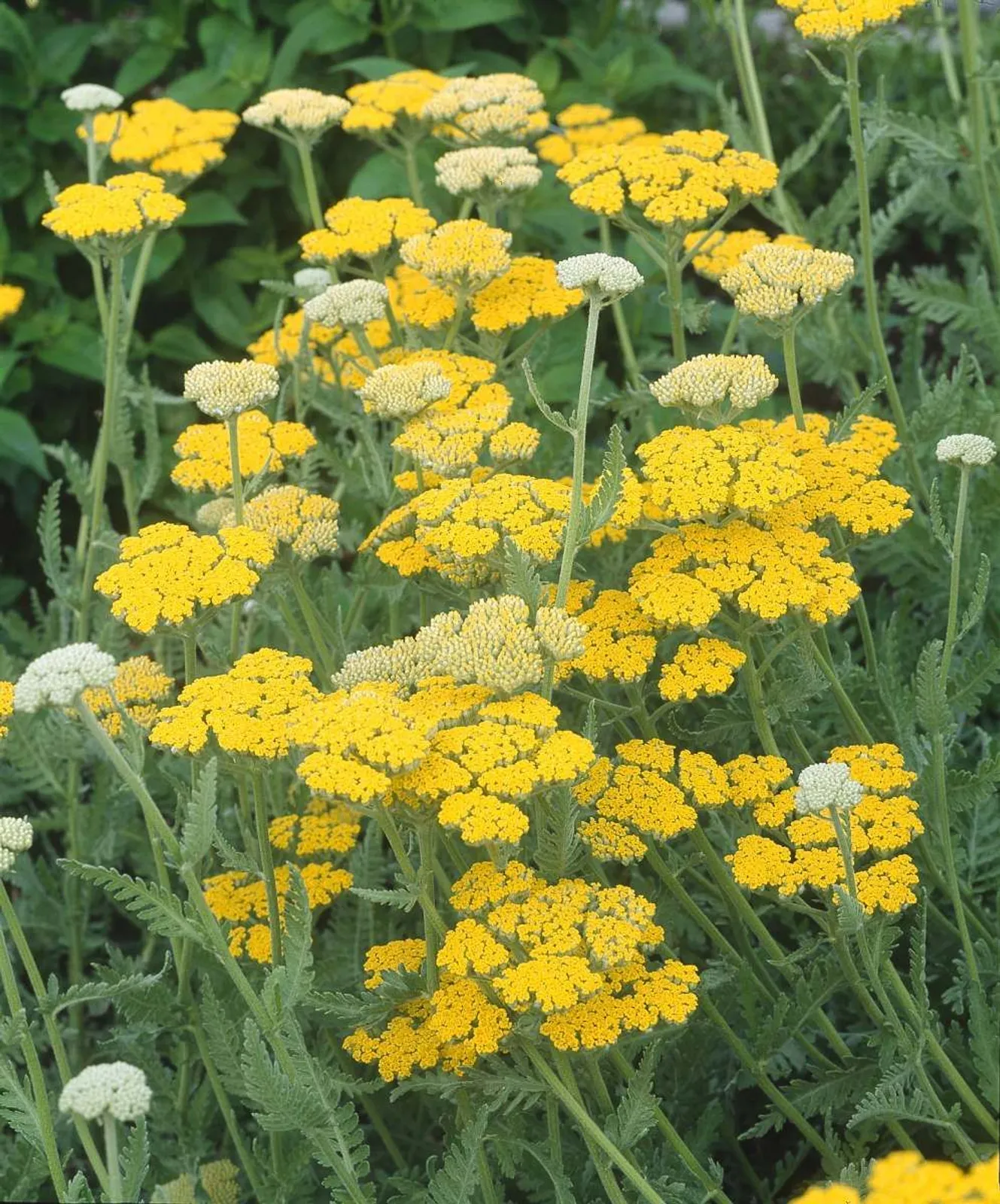 Gyllenröllika 'Coronation Gold'