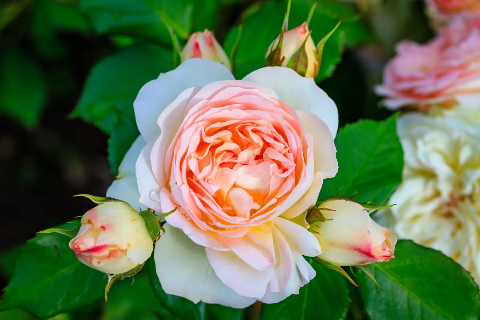 Floribundaros PASTELLA ('Tan98130'PBR) - miniatyr 4