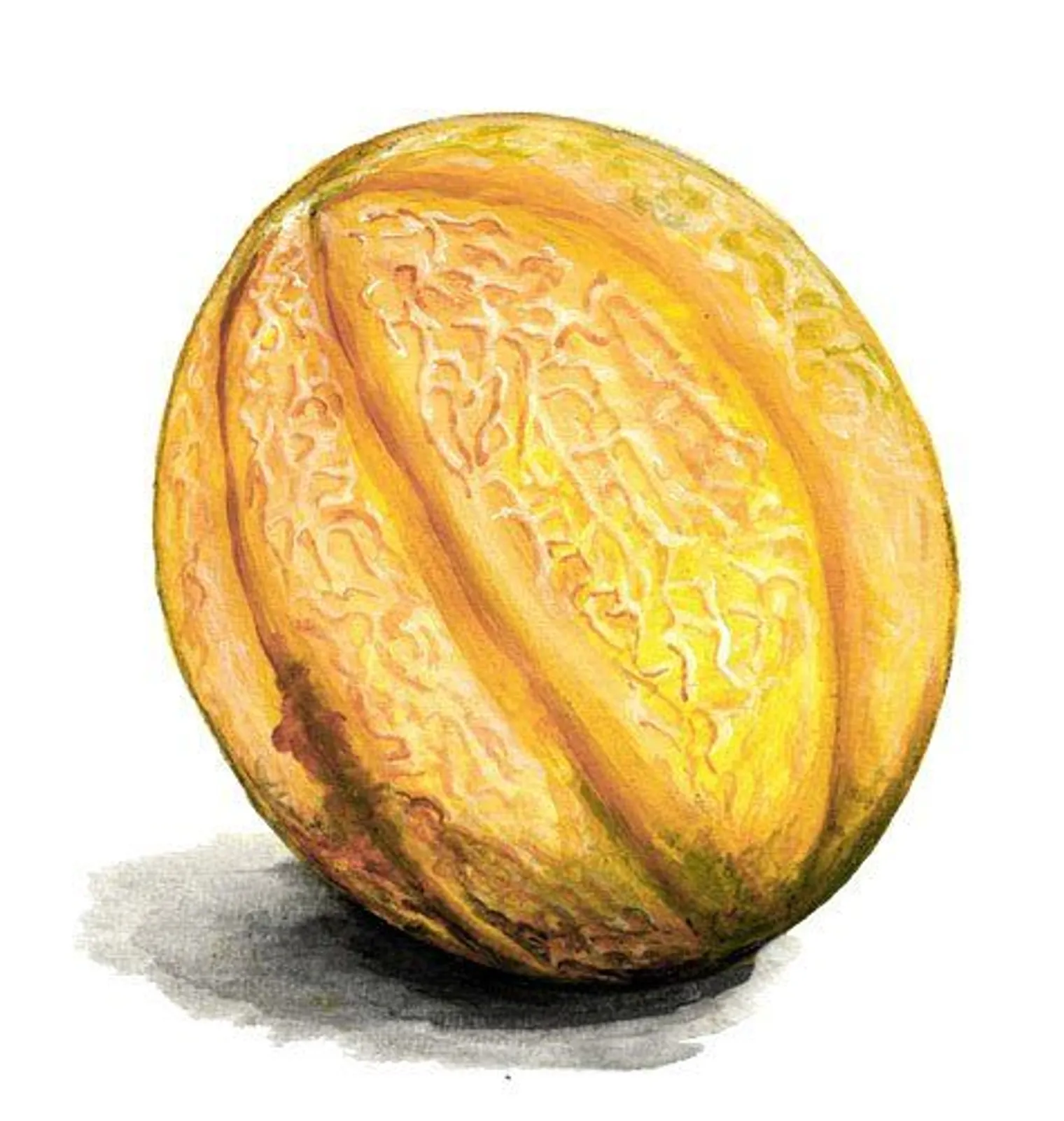 Kantalupemelon 'Sweet Granite', Frö