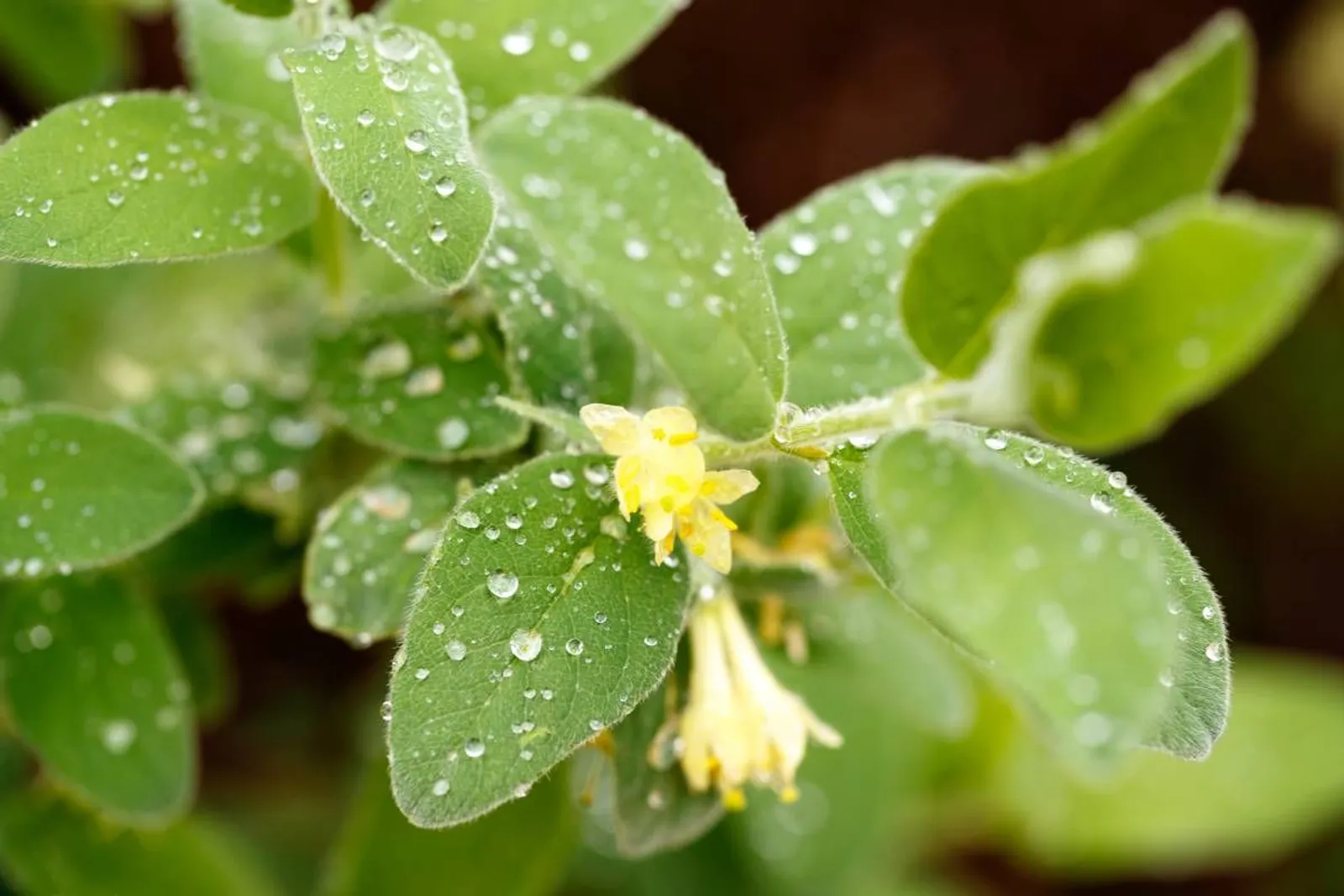 Blåbärstry 'Anja® E, 10-15 cm — detalj 2
