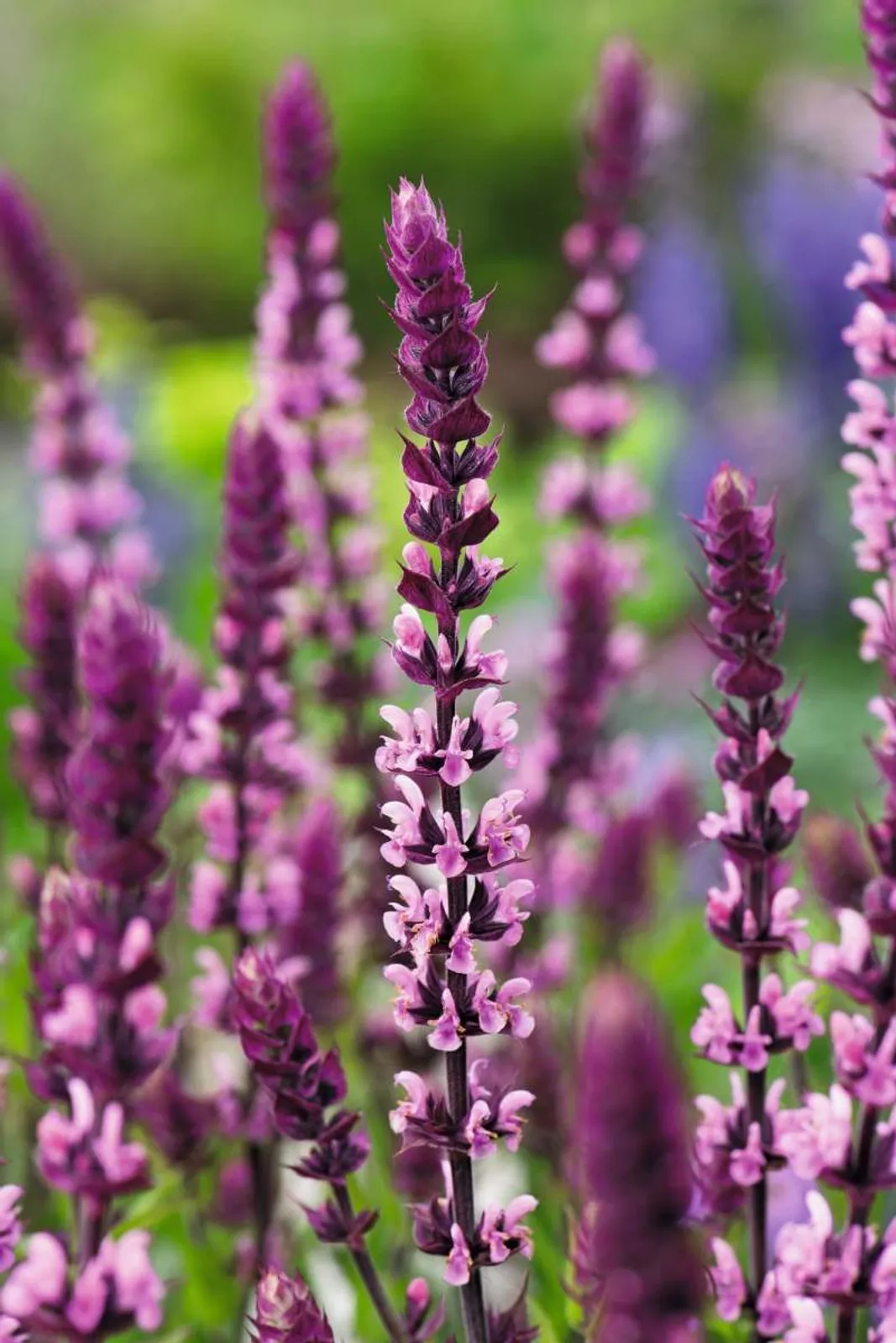 Stäppsalvia Caradonna Pink ('Tuitsalv')