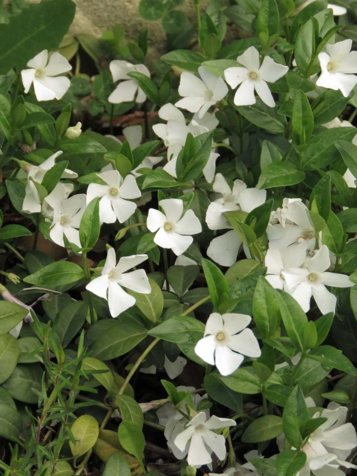 Vintergröna 'Alba'