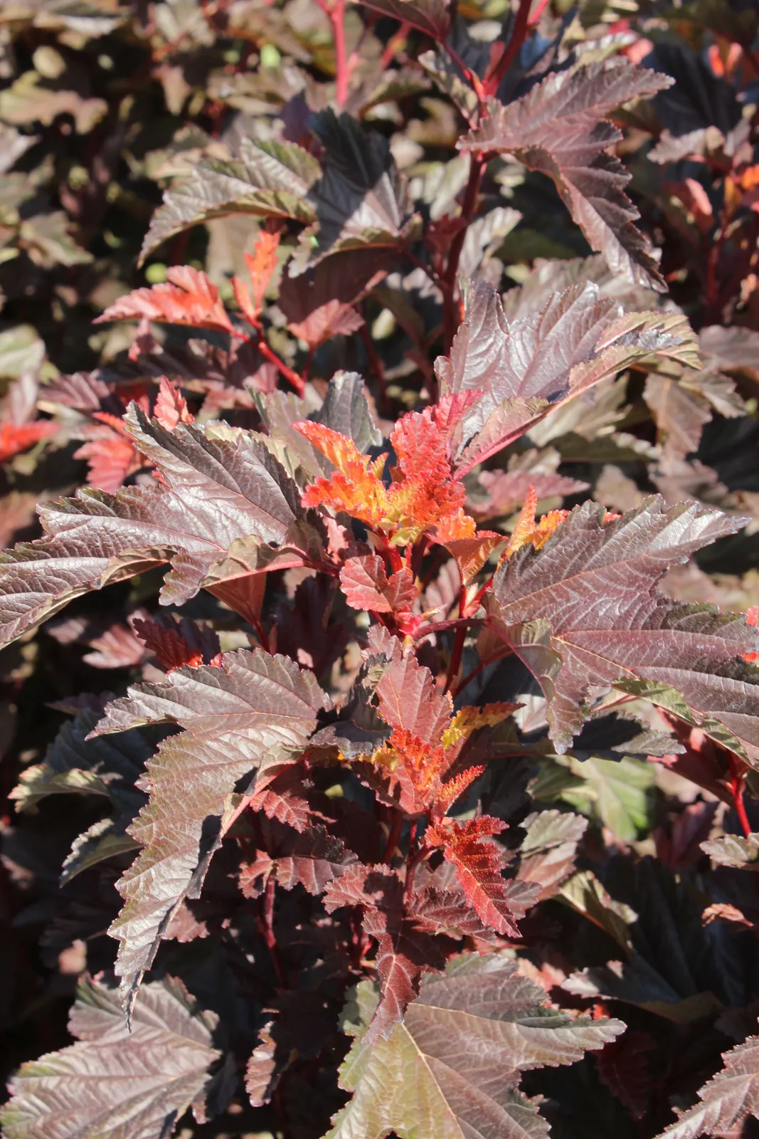 Smällspirea LITTLE ANGEL ('Hoogi016'PBR) - miniatyr 5