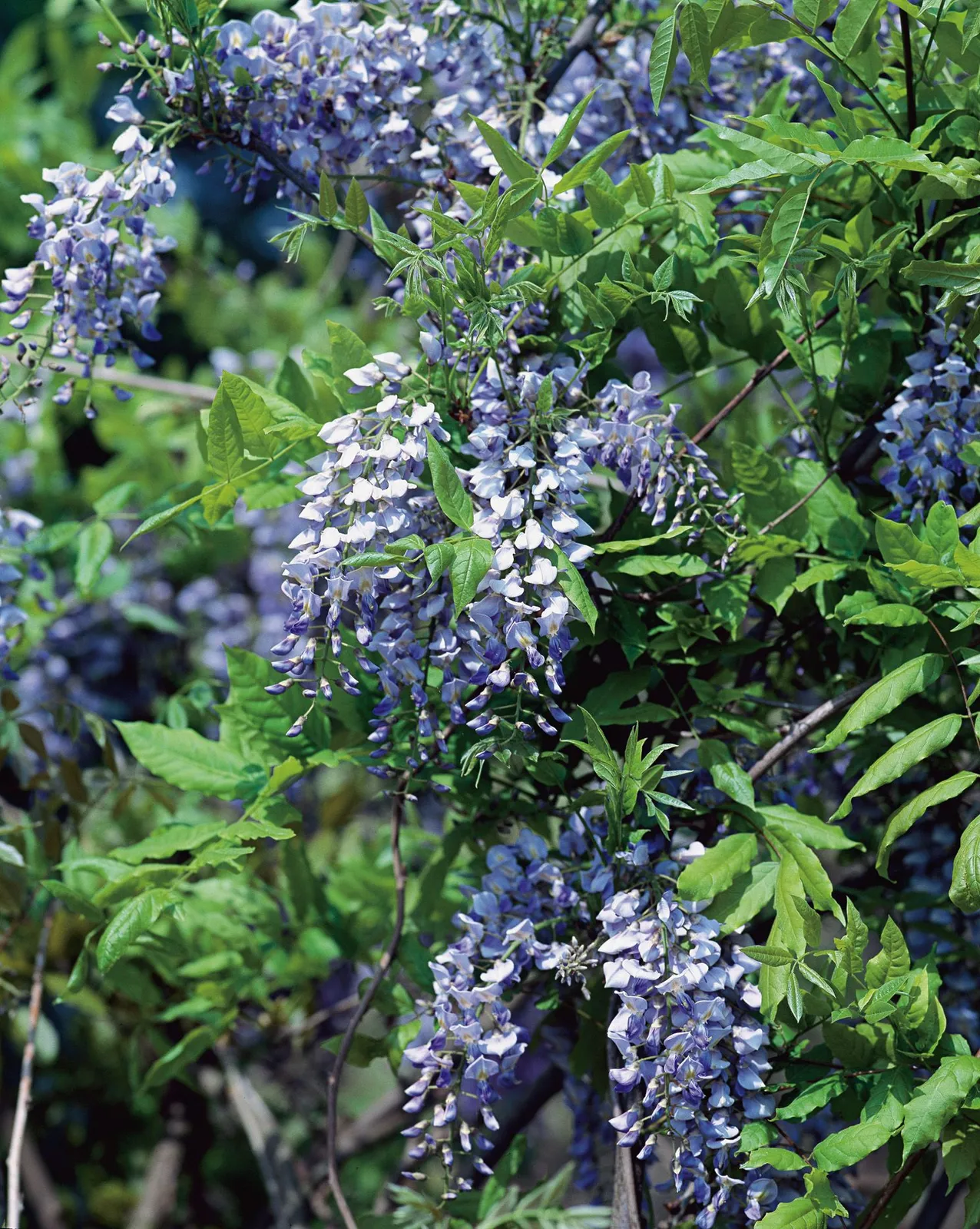Blåregn 'Prolific'