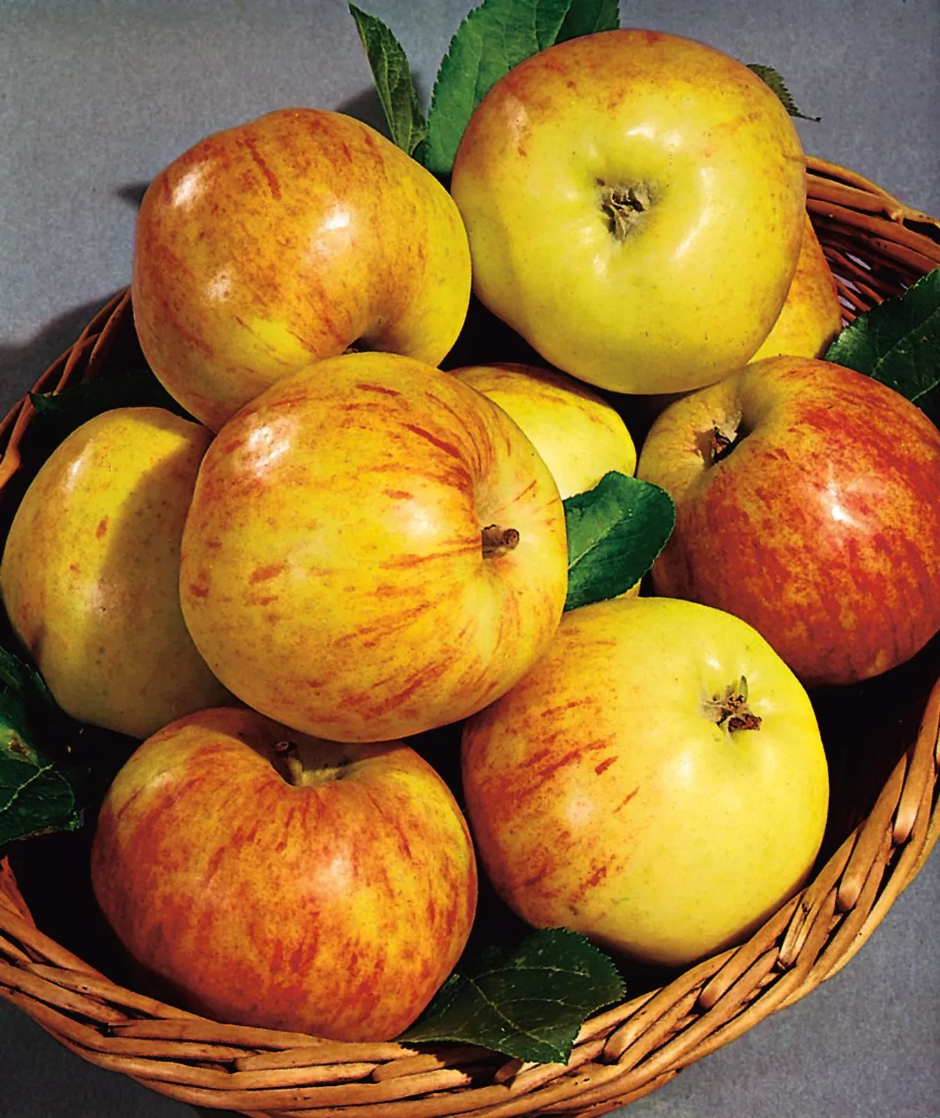 Äpple 'Gravensteiner' - miniatyr 5