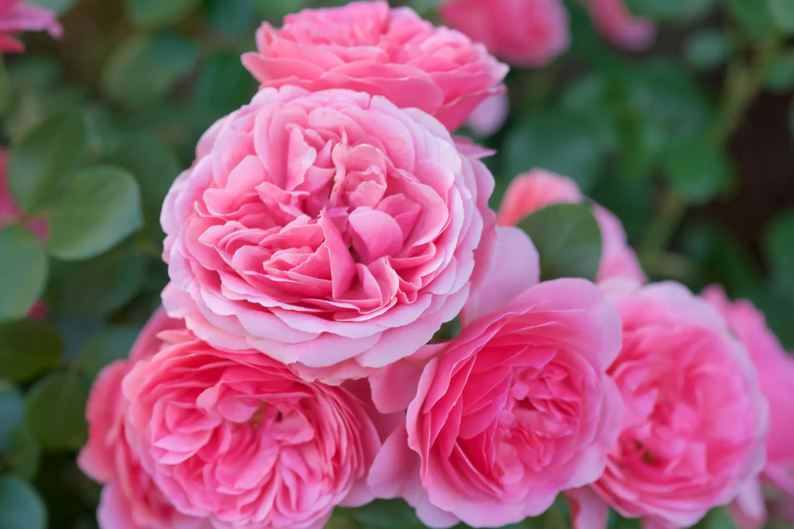 Floribundaros LEONARDO DA VINCI ('Meideauri') - miniatyr 5