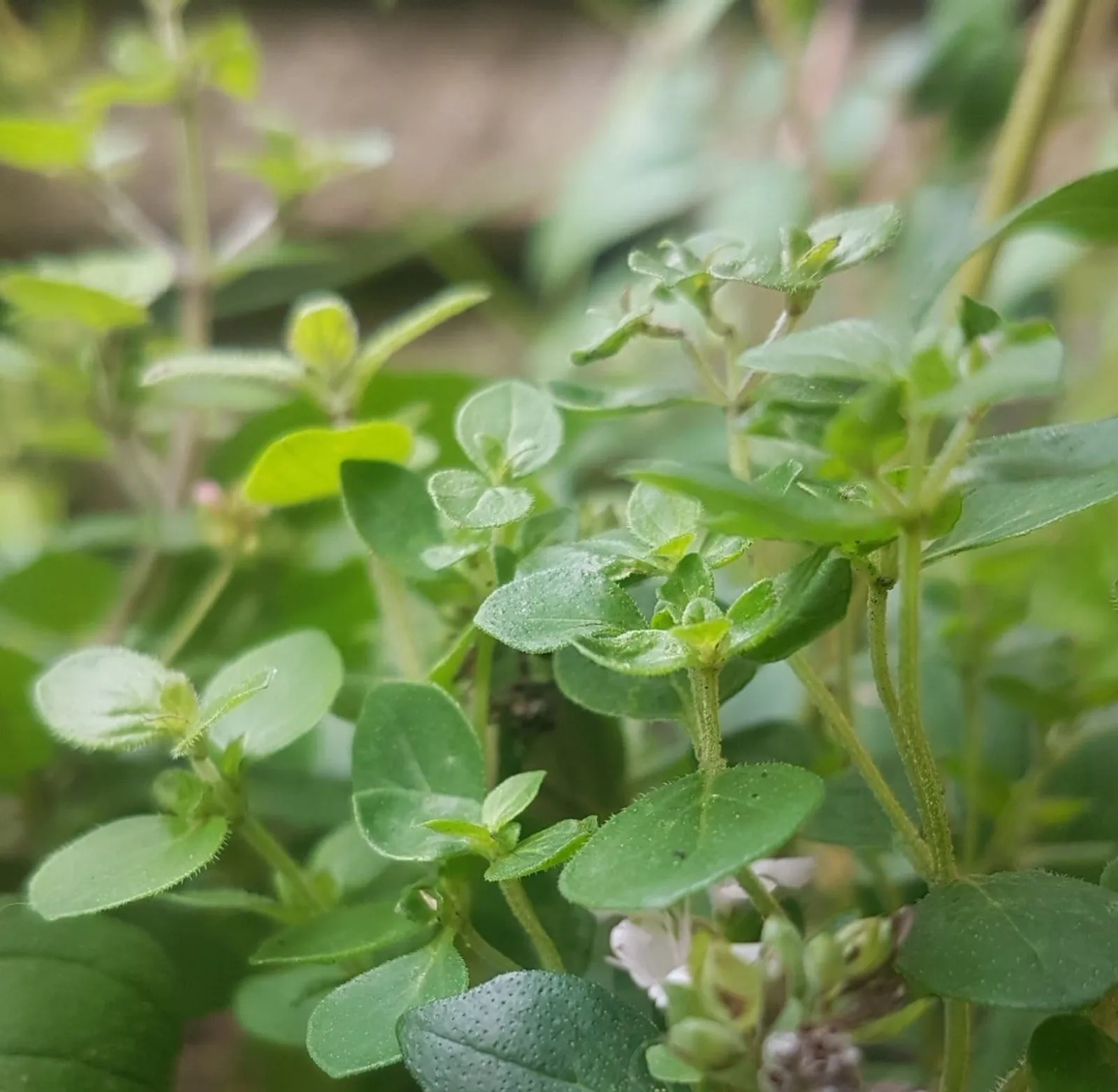 Kungsmynta oregano ekofrö med aromatisk kryddväxt