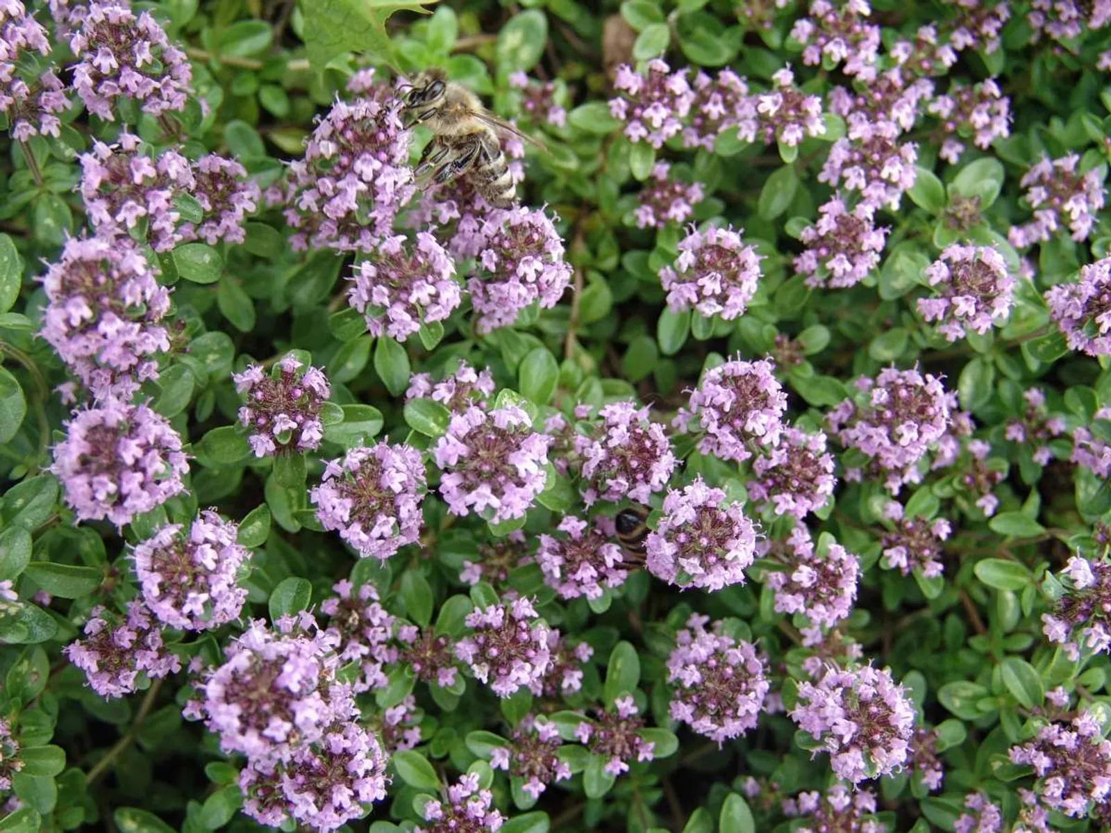 Kaskadtimjan 'Odoratus'