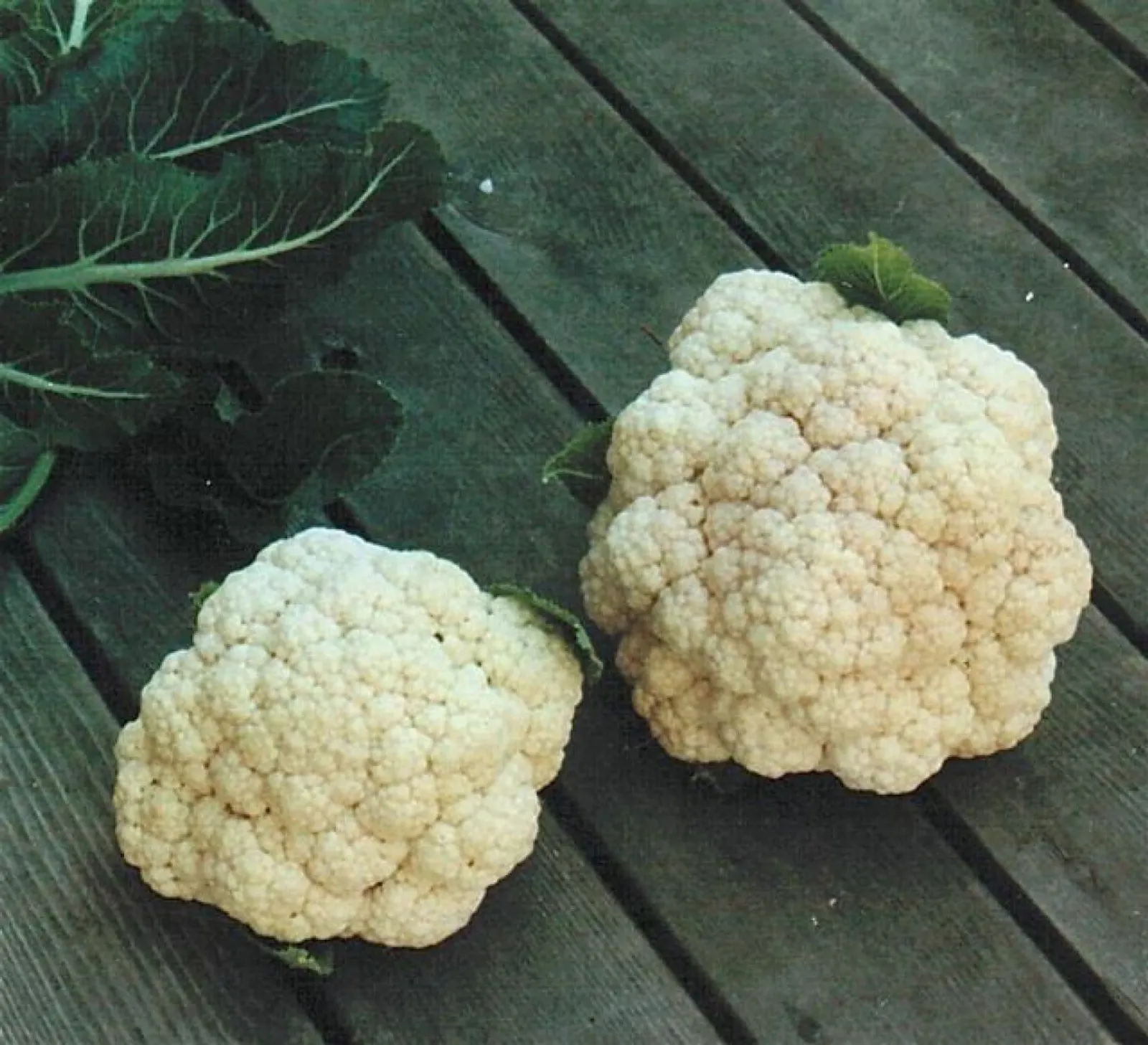 Blomkål 'Snowball', ekofrö