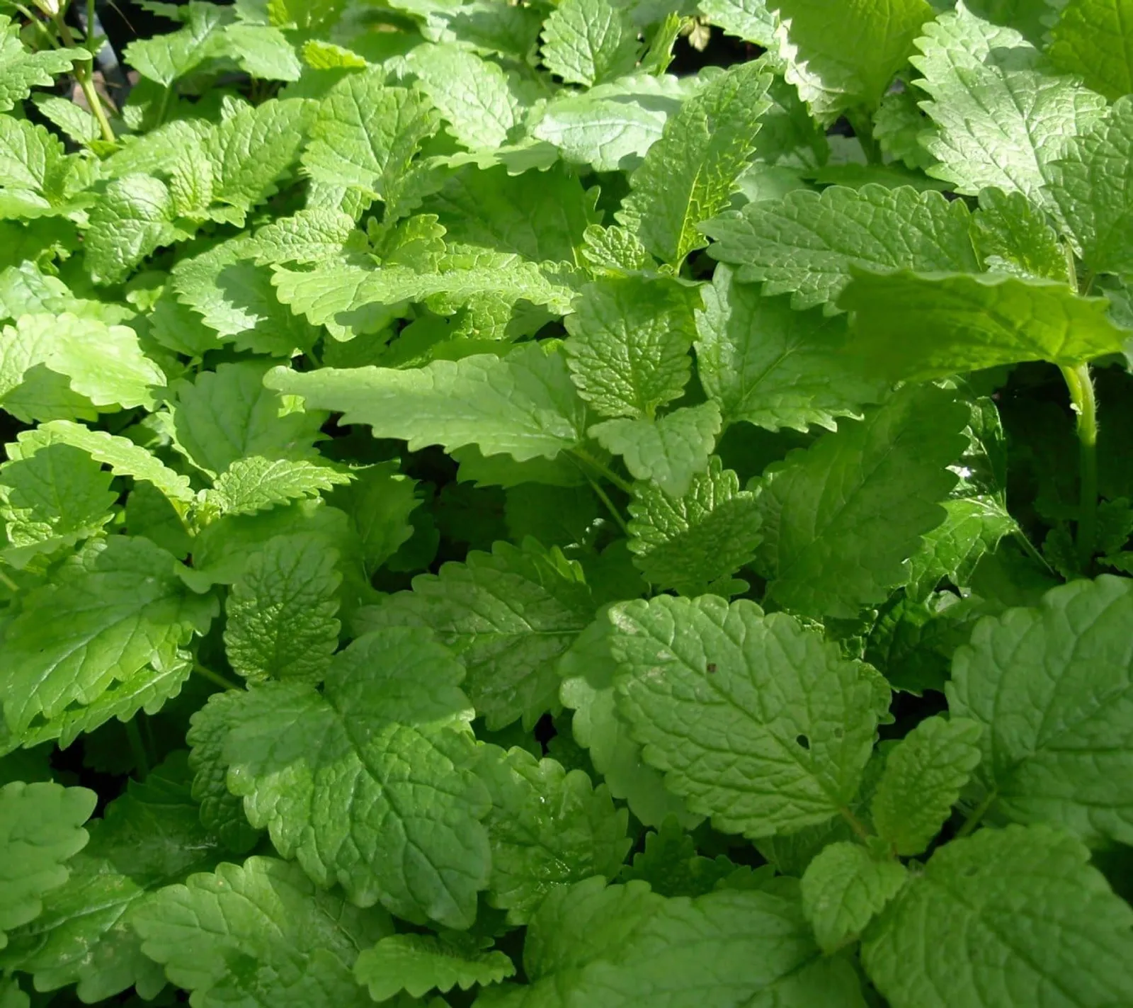 Citronmeliss 'Citronmeliss', ekofrö
