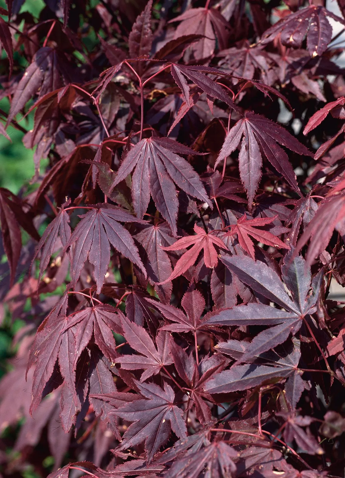 Röd japansk lönn 'Atropurpureum' - miniatyr 2