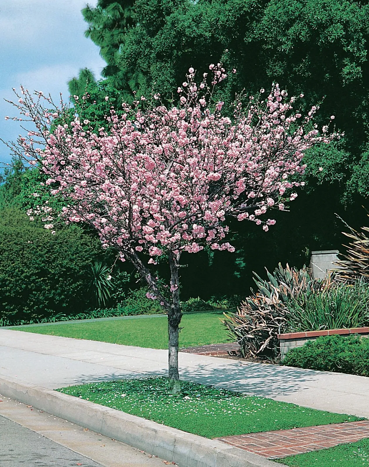 Rosenmandel, Sh 100-120