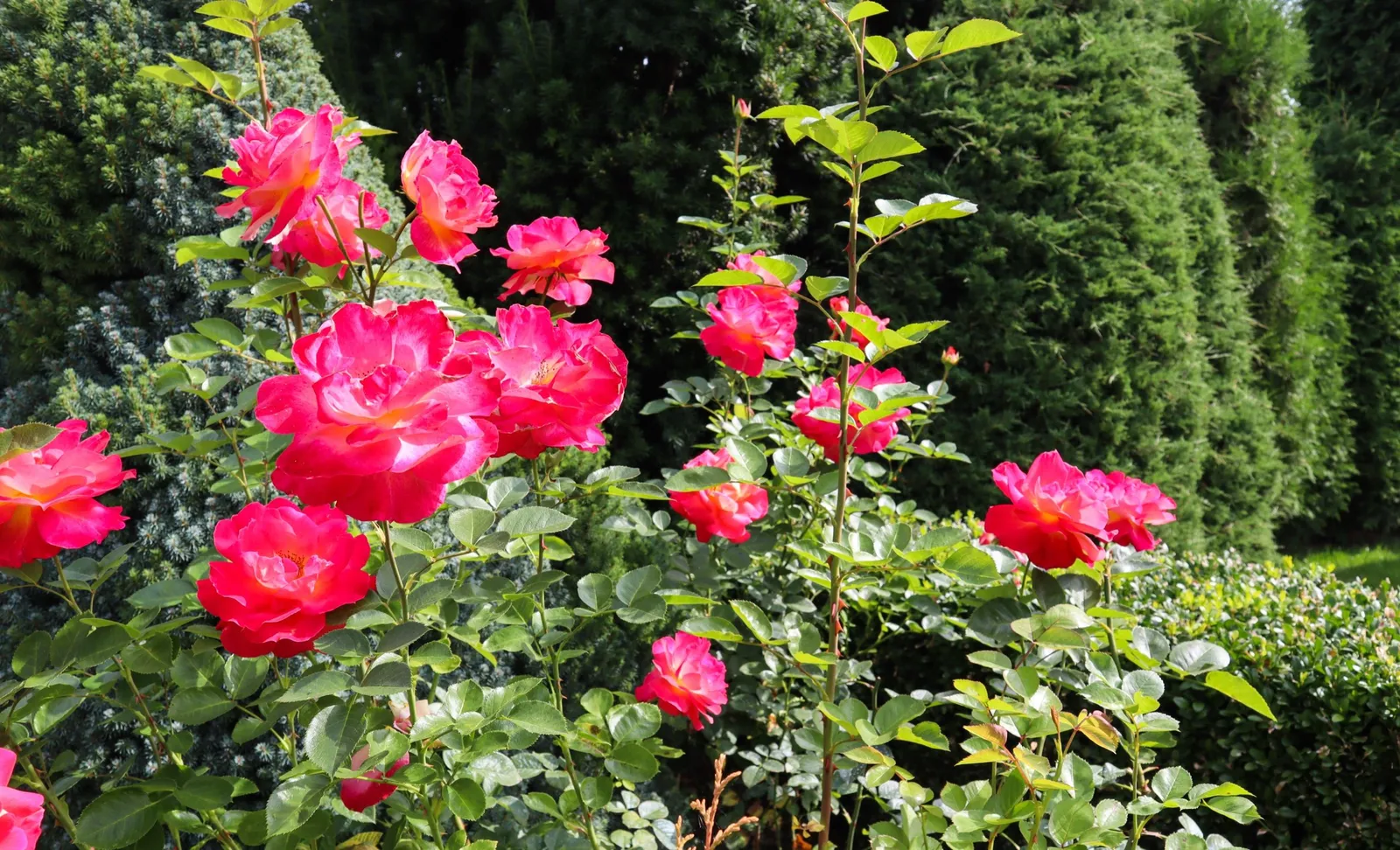 Floribundaros MIDSUMMER ('Tan02280'PBR) - miniatyr 4