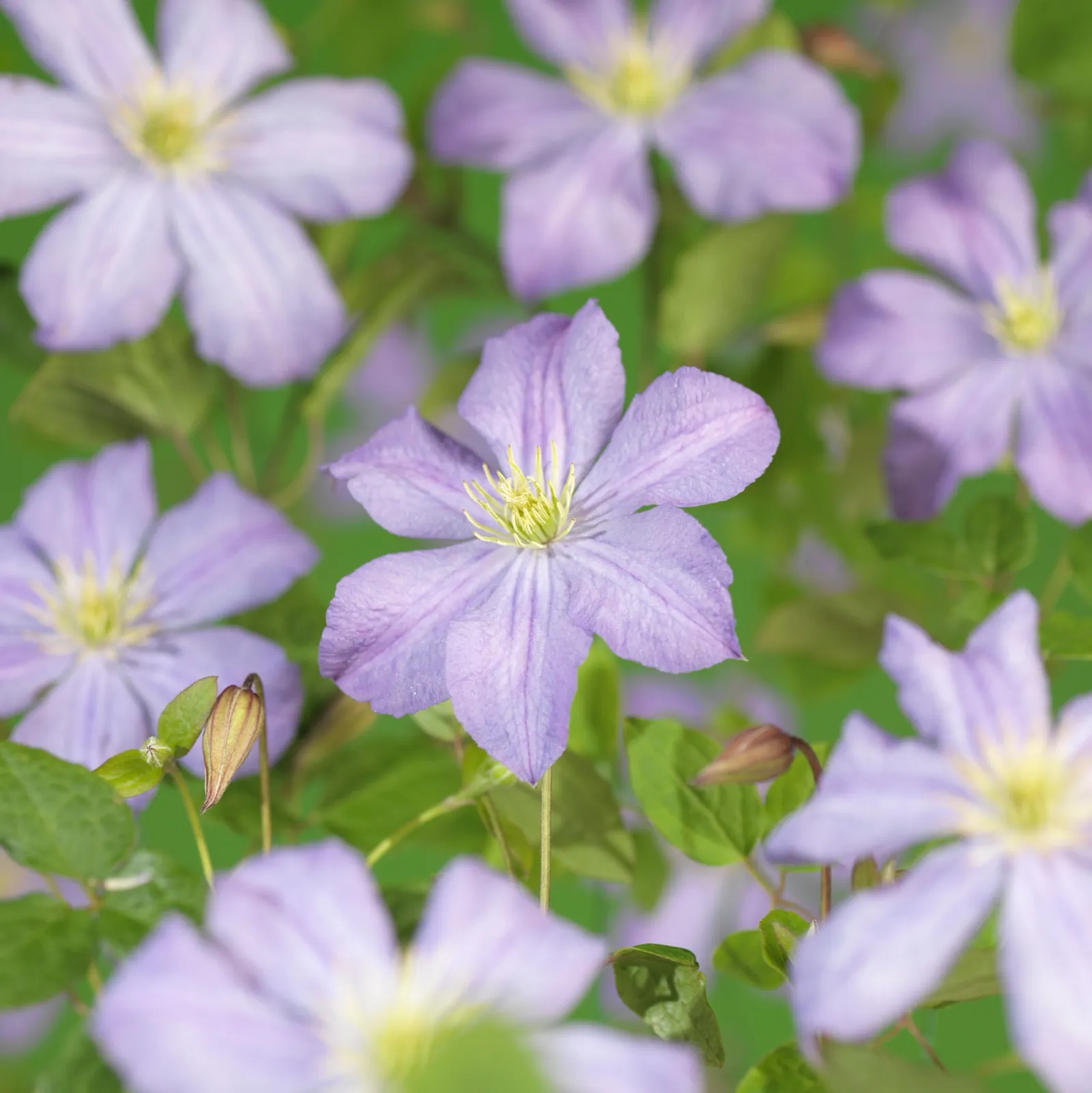 Klematis (Sena Storblommiga Gruppen) 'Prince Charles'