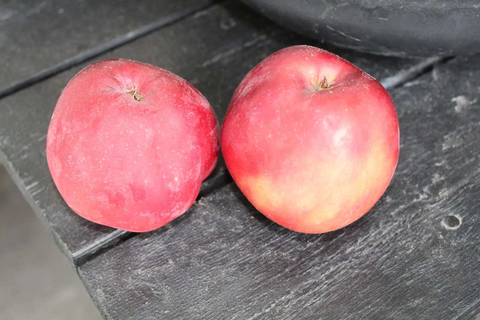 Äpple 'Rödluvan' E, inkl. uppbindnings kit