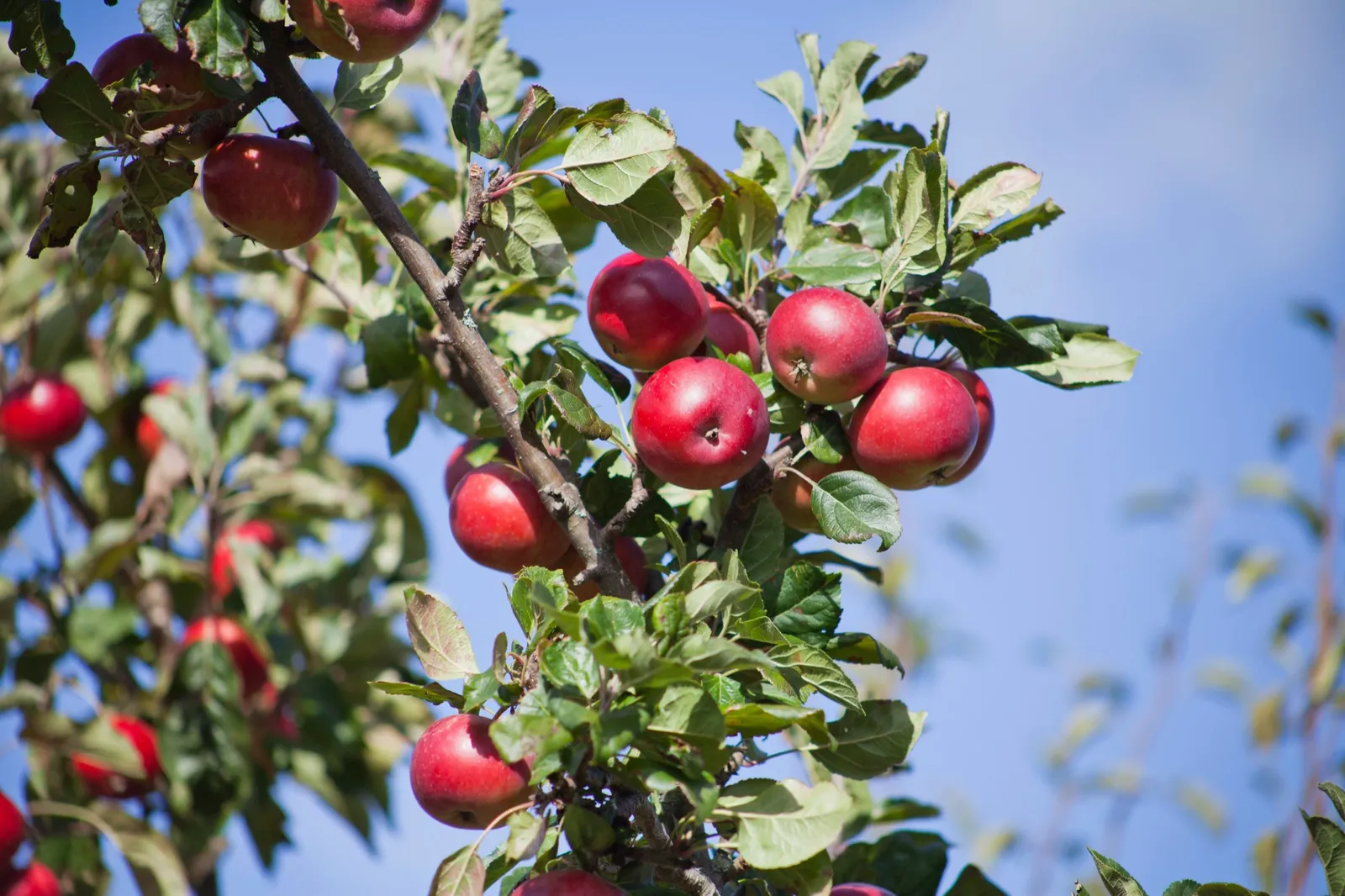 Äpple 'Summerred' - miniatyr 2