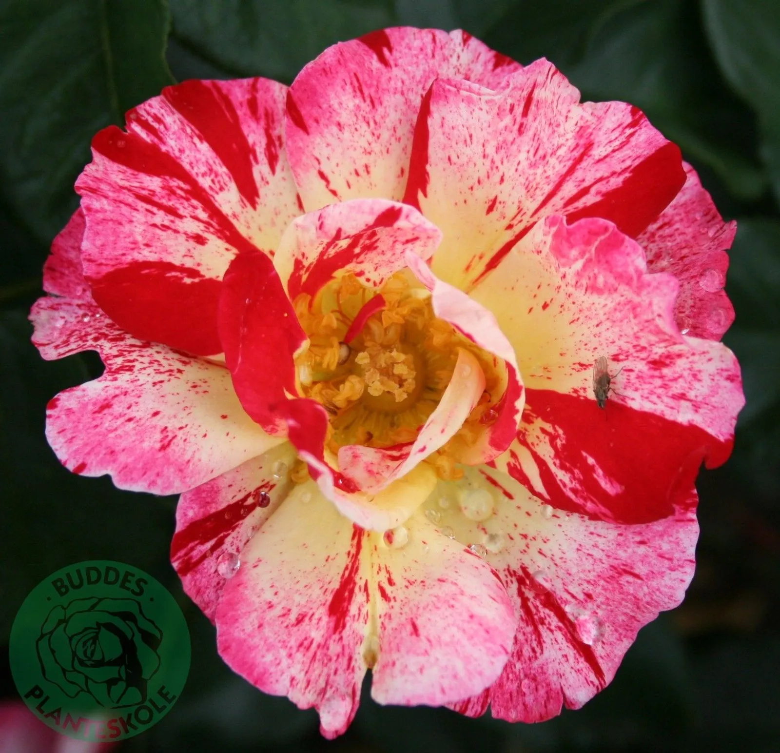 Floribundaros HANKY PANKY® ('Wektorcent')