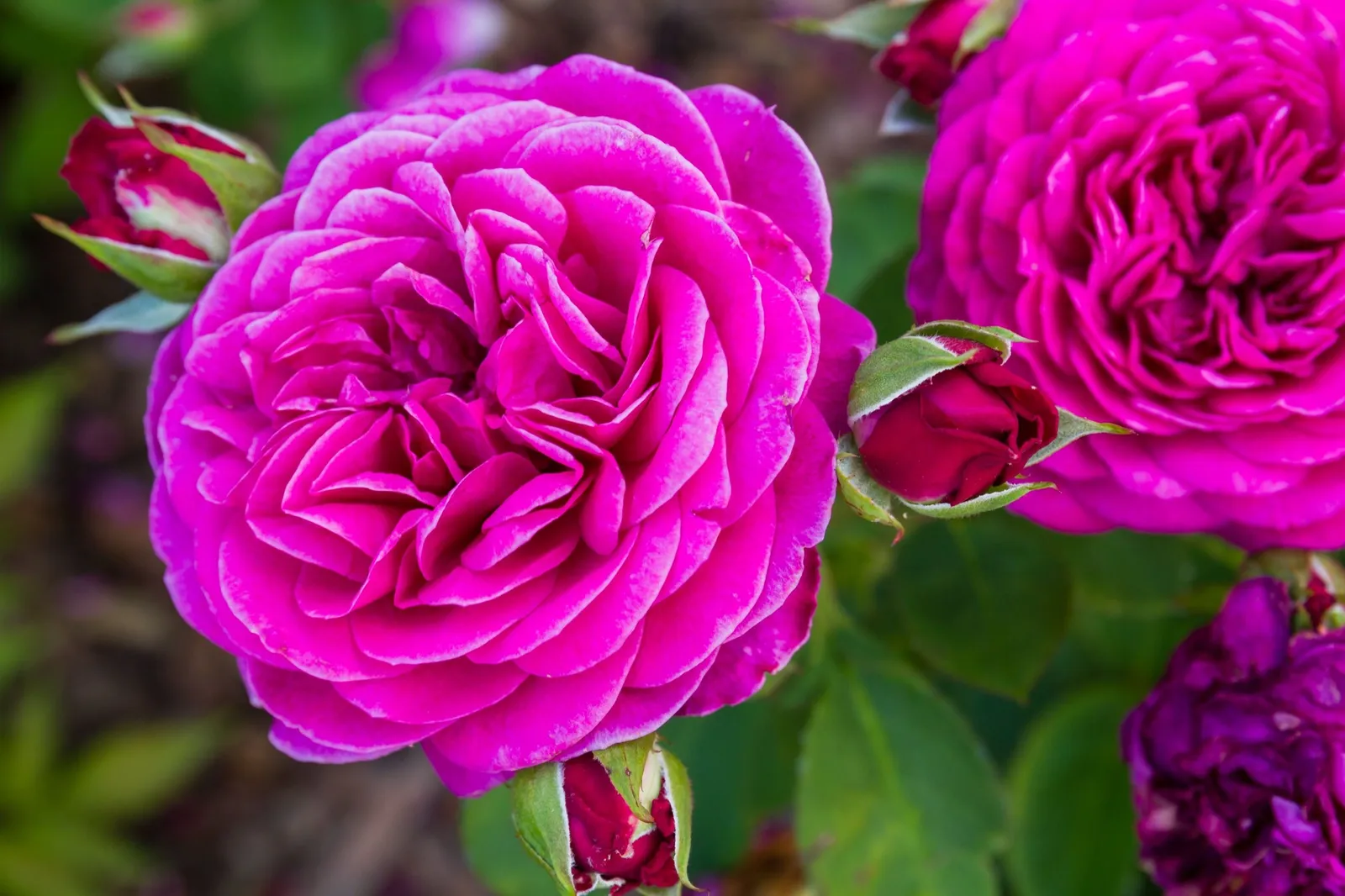 Floribundaros HEIDI KLUM ROSE ('Tan00681'PBR) - miniatyr 4